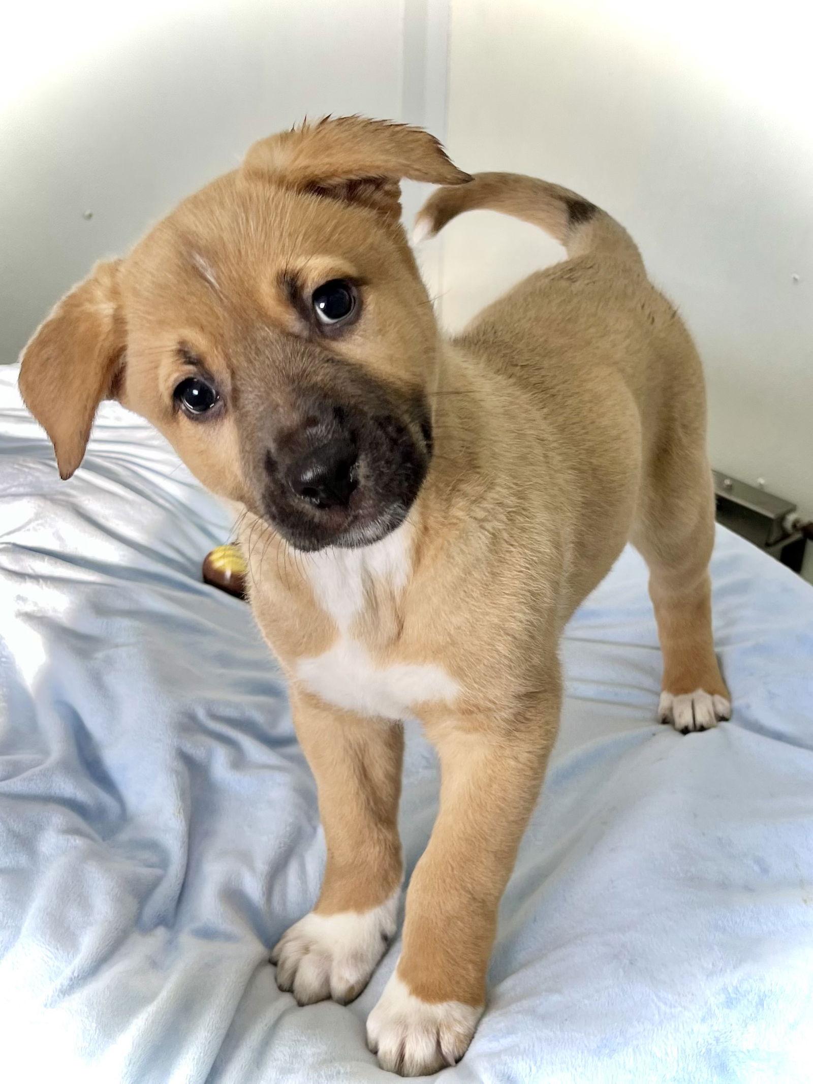 Enlarge Hopper, a Adopted Shepherd in Estherville, IA image 3/3