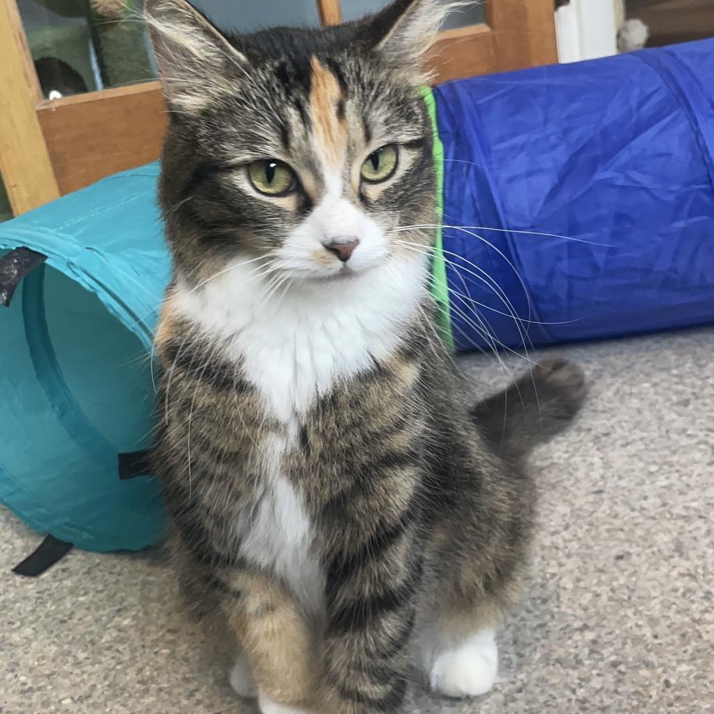 Enlarge Iris, a Adoptable Domestic Long Hair in South Haven, MI image 1/6