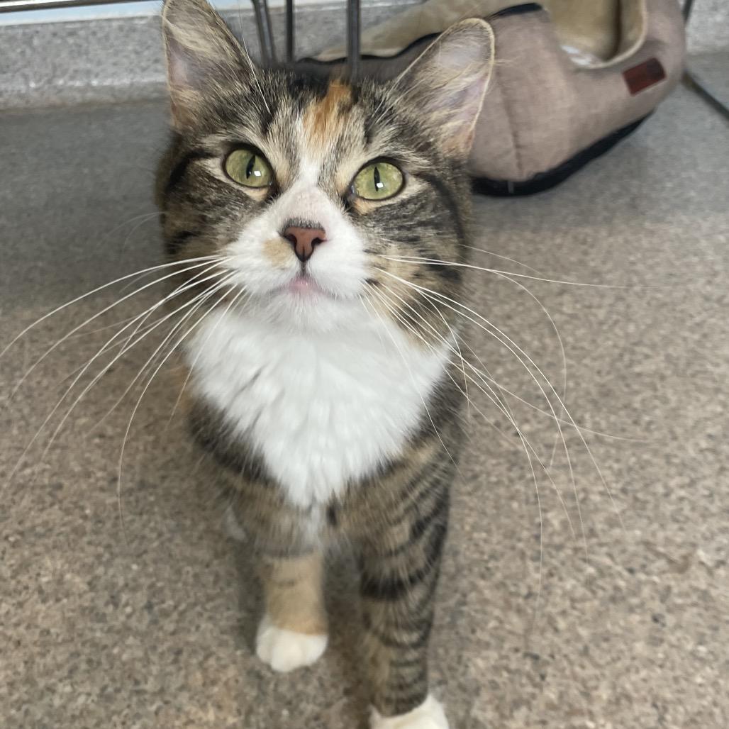 Enlarge Iris, a Adoptable Domestic Long Hair in South Haven, MI image 2/6