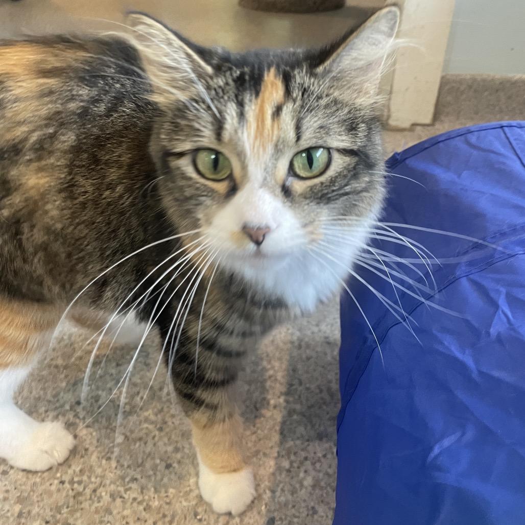 Enlarge Iris, a Adoptable Domestic Long Hair in South Haven, MI image 3/6