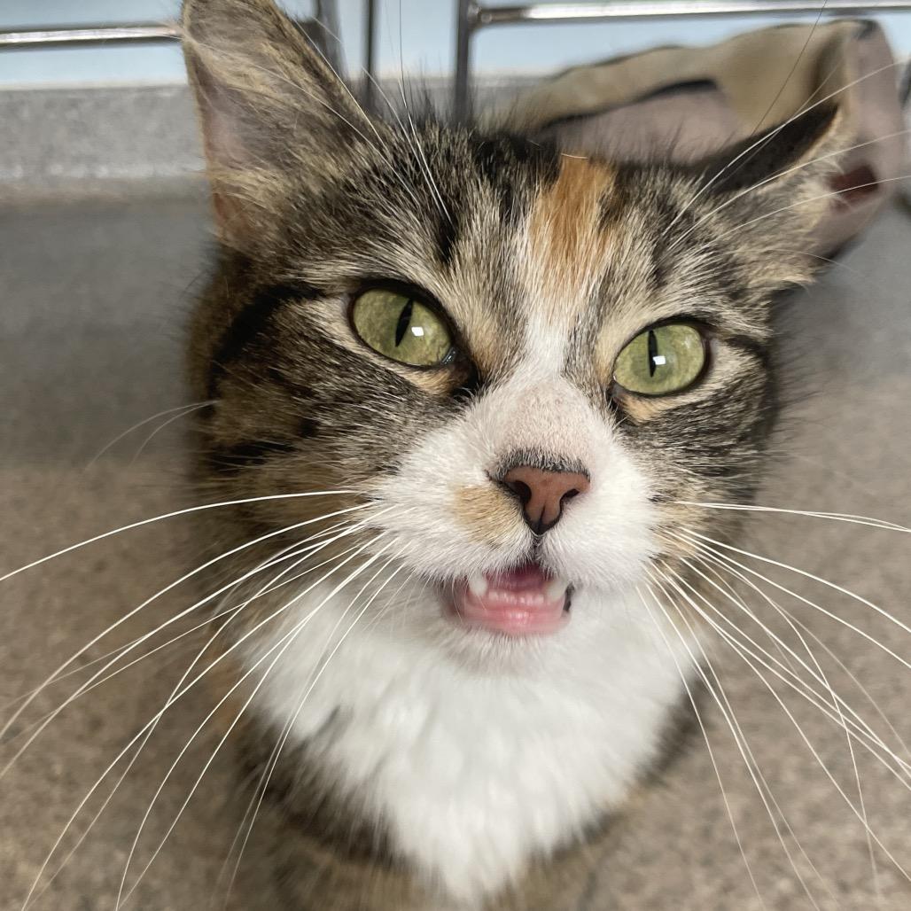 Enlarge Iris, a Adoptable Domestic Long Hair in South Haven, MI image 4/6