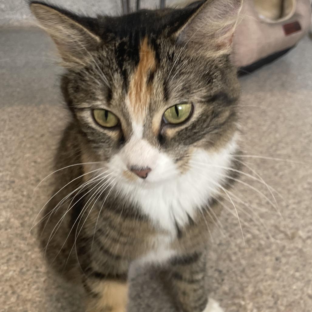 Enlarge Iris, a Adoptable Domestic Long Hair in South Haven, MI image 5/6