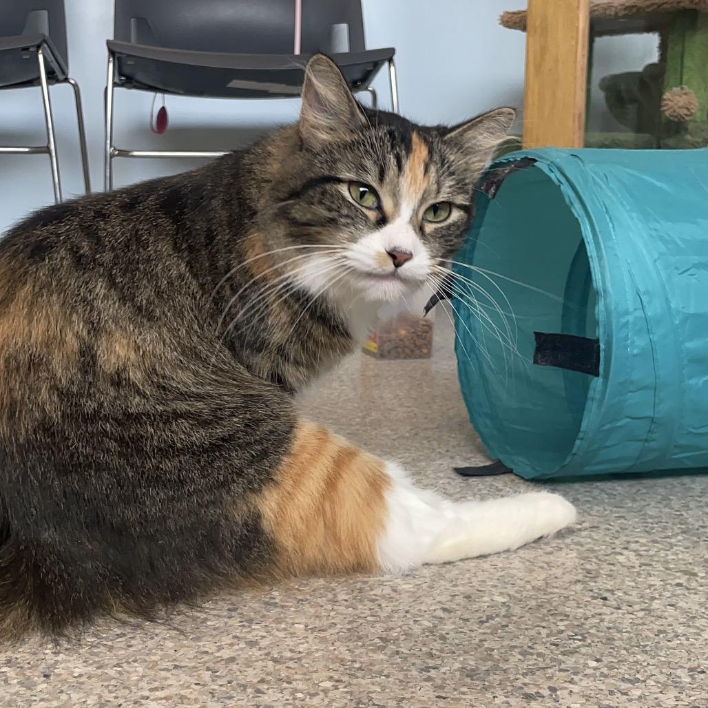 Enlarge Iris, a Adoptable Domestic Long Hair in South Haven, MI image 6/6