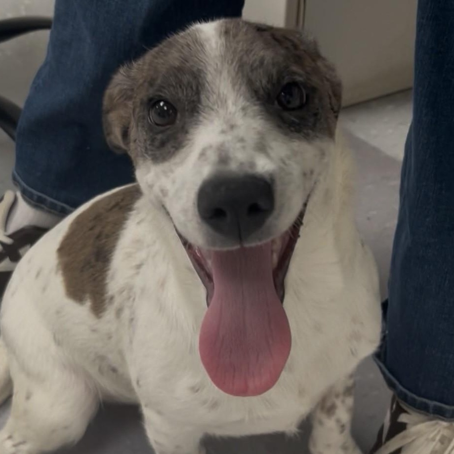 Lola Belle, Adoptable, Puppy Female Labradoodle.