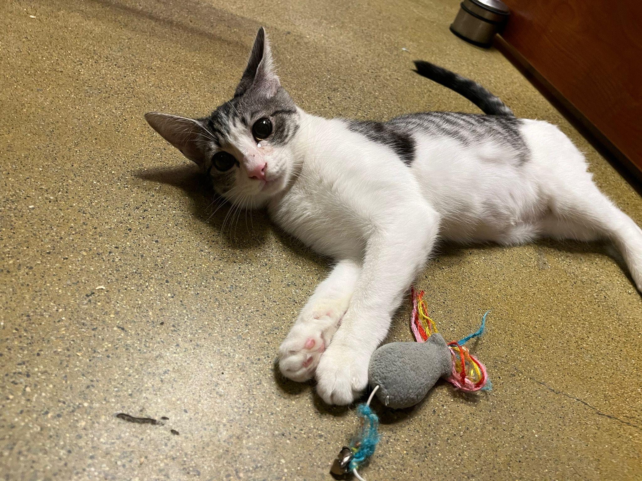 Janet, Adoptable, Kitten Female Domestic Short Hair.