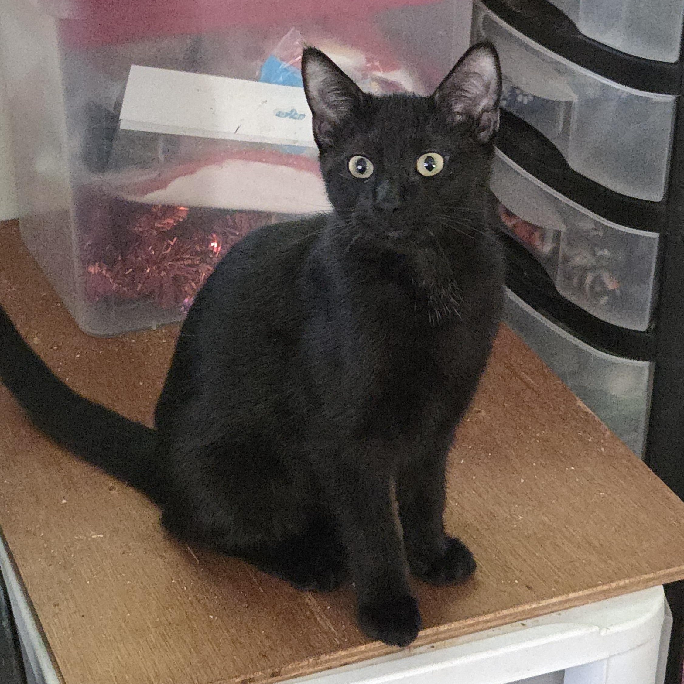 LOLA, Adoptable, Young Female Domestic Short Hair.