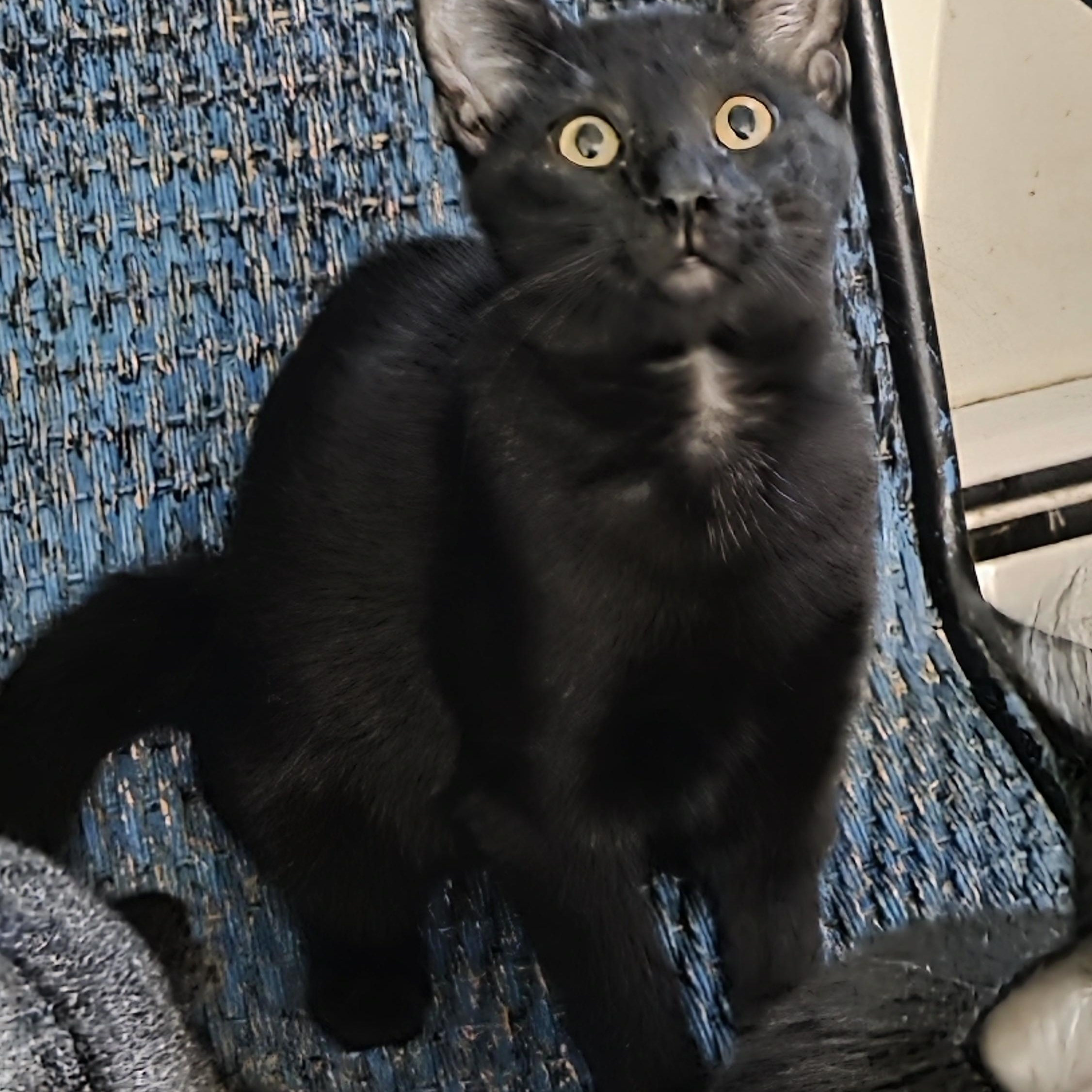 Enlarge LOLA, a Adoptable mixed breed in Harrison, MI image 2/2