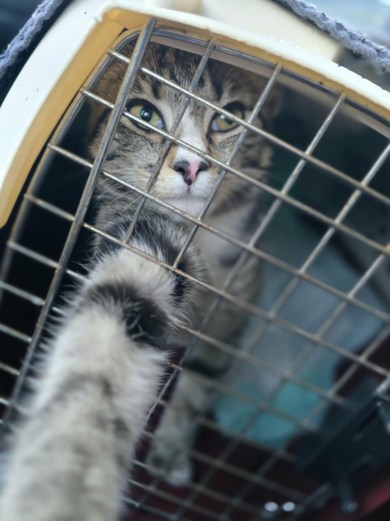 Enlarge Rita, an adopted Domestic Short Hair in Conway, SC image 3/3