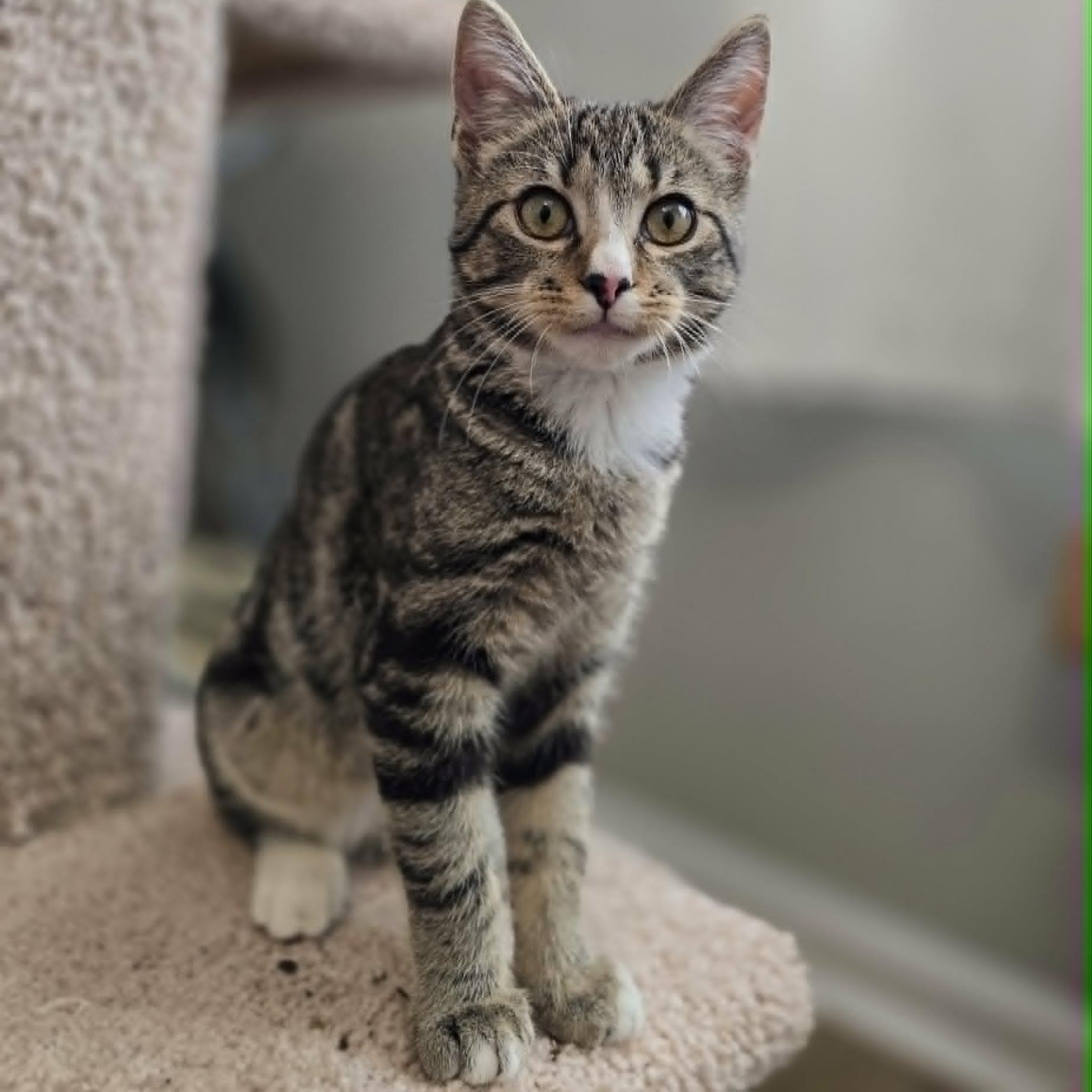 Enlarge Rita, an adopted Domestic Short Hair in Conway, SC image 1/3