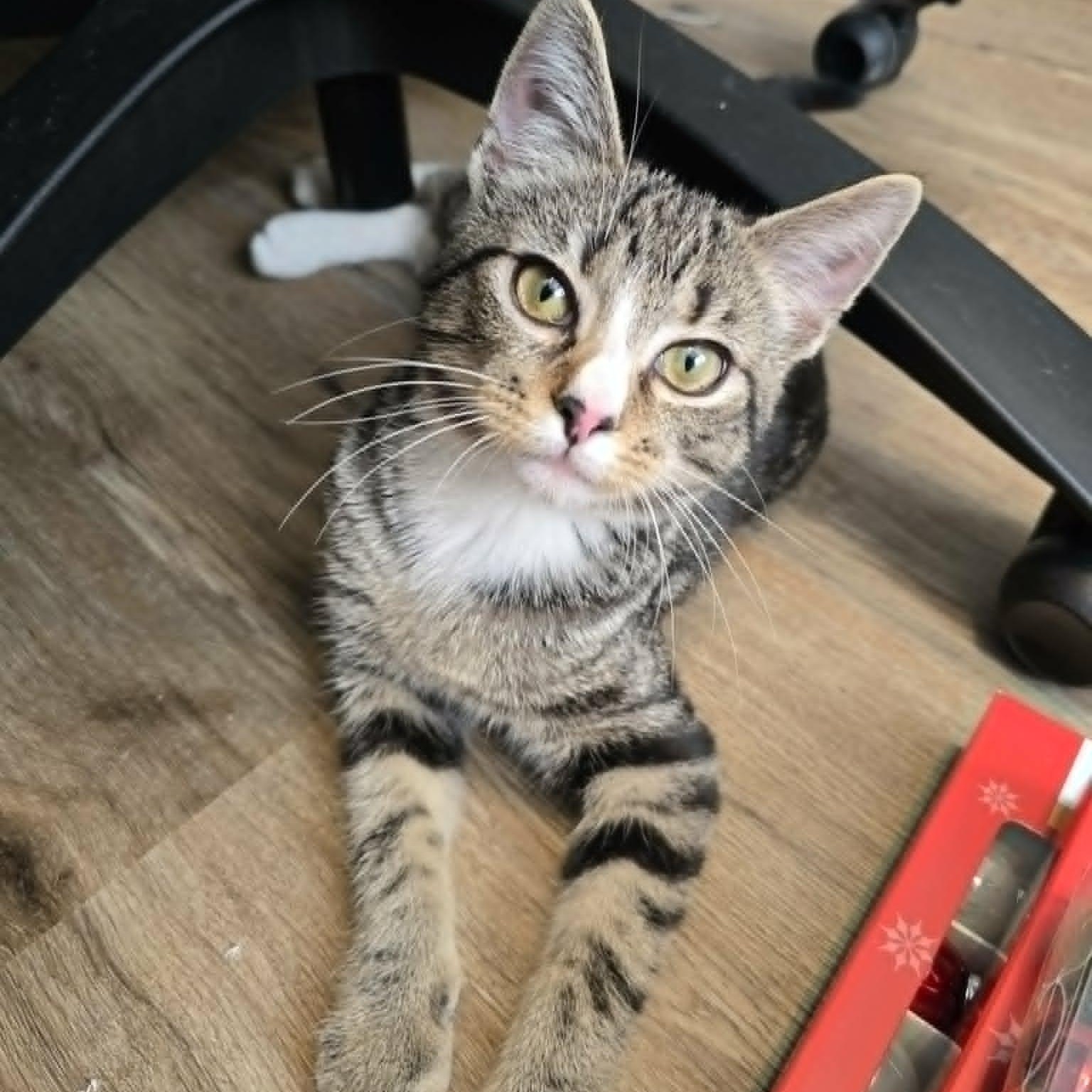 Enlarge Rita, an adopted Domestic Short Hair in Conway, SC image 2/3