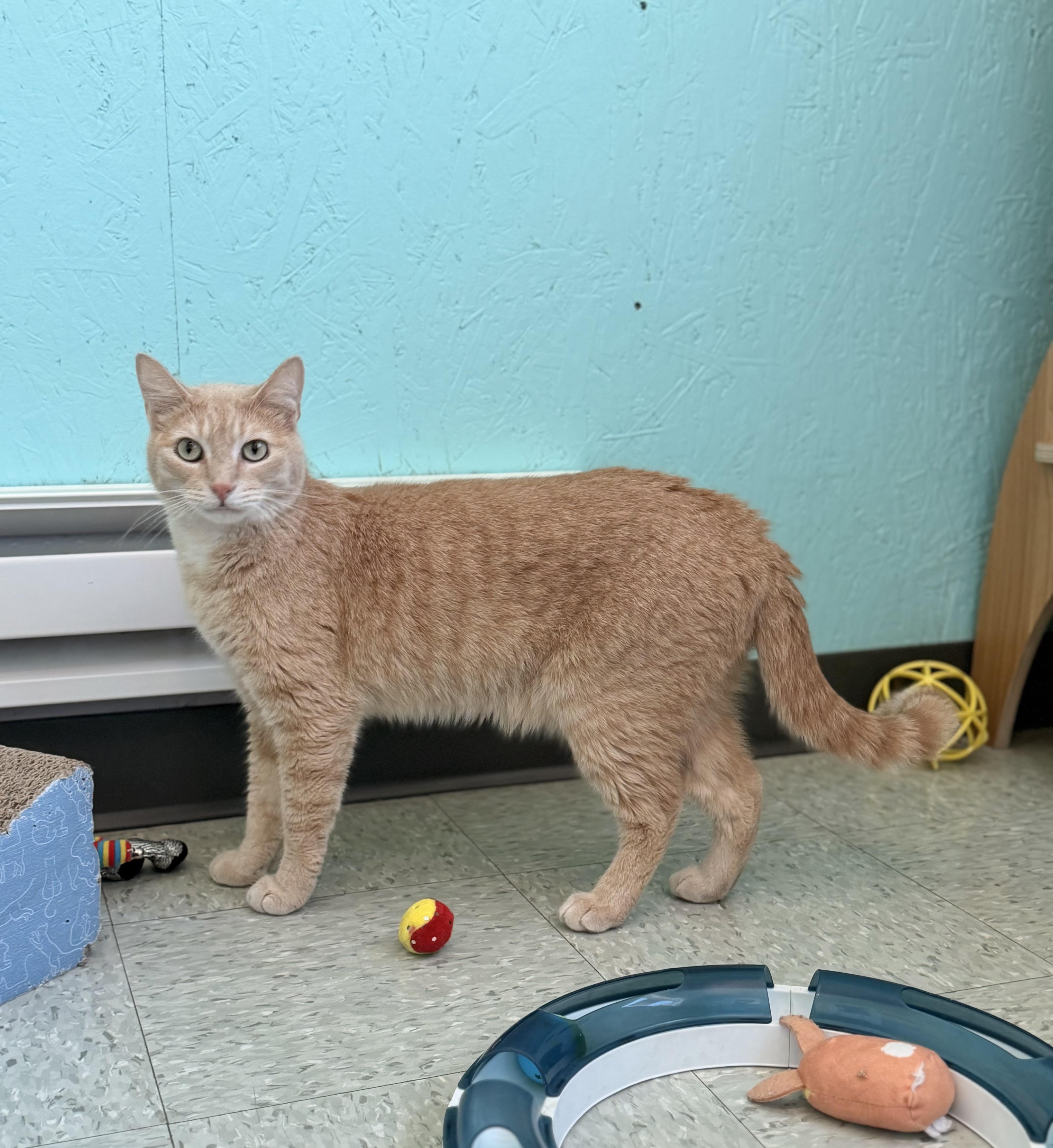 Enlarge Cornbread, a Adoptable Domestic Short Hair in Jamestown, ND image 2/3