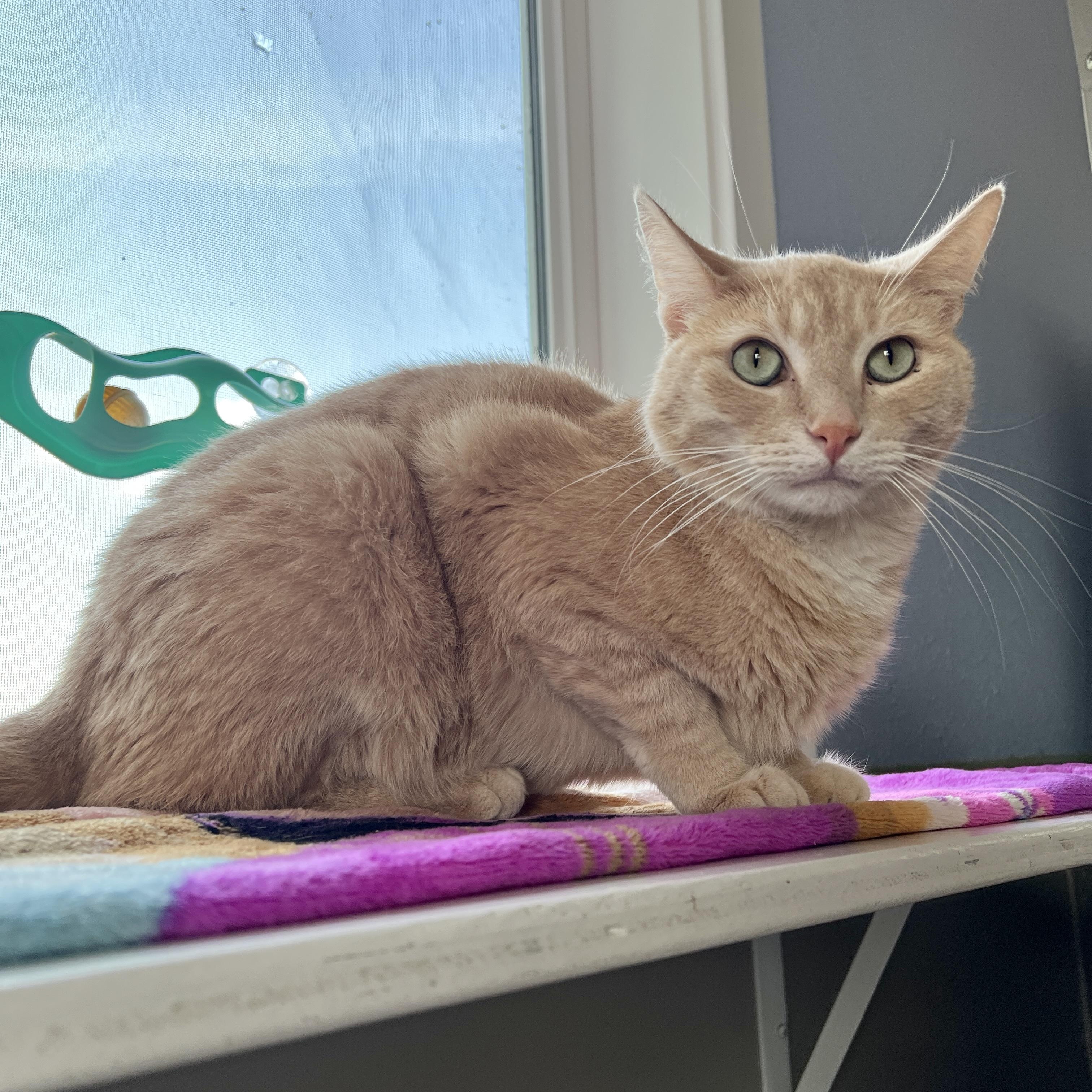 Cornbread, Adoptable, Adult Male Domestic Short Hair.