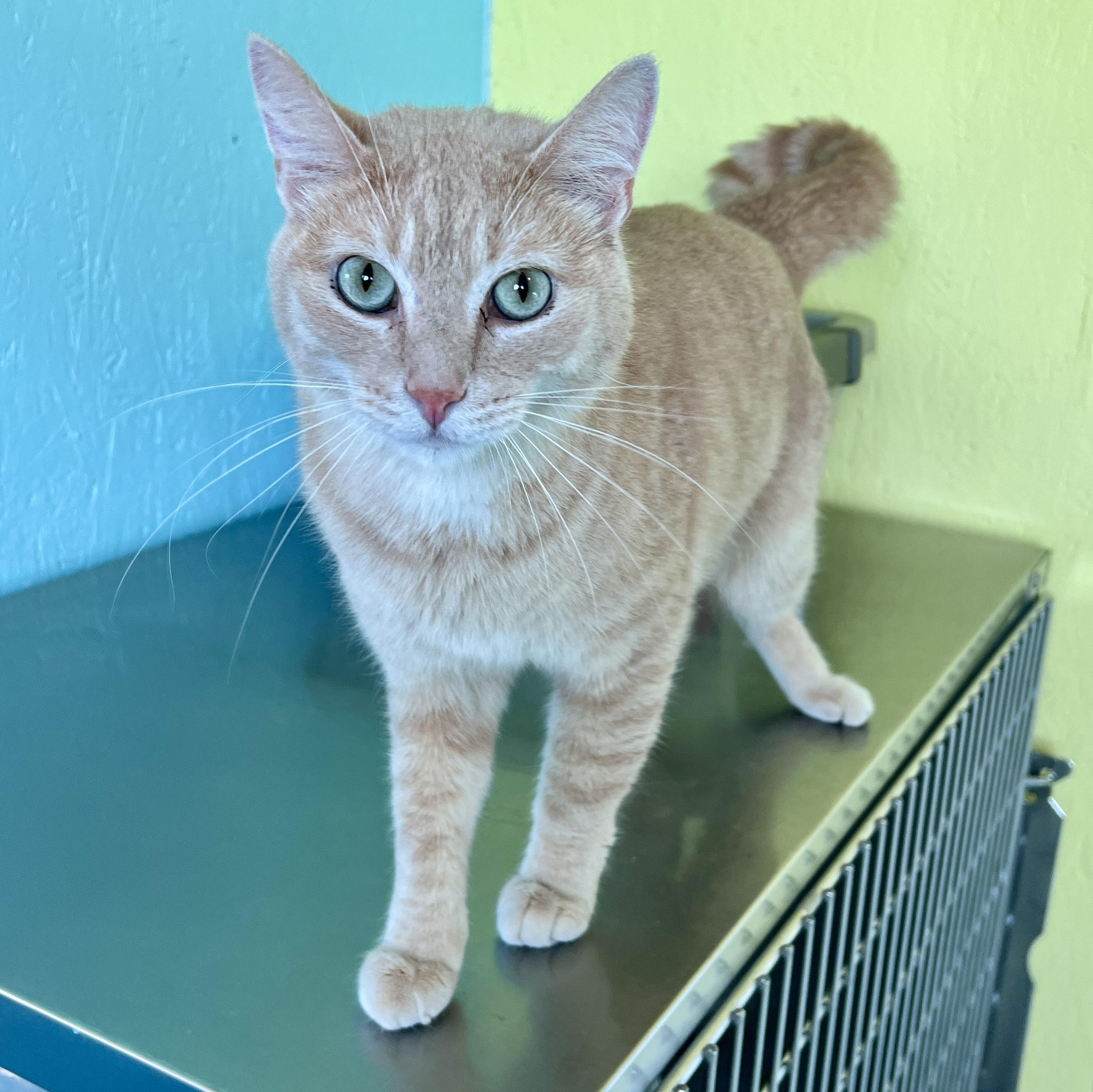 Enlarge Cornbread, a Adoptable Domestic Short Hair in Jamestown, ND image 3/3