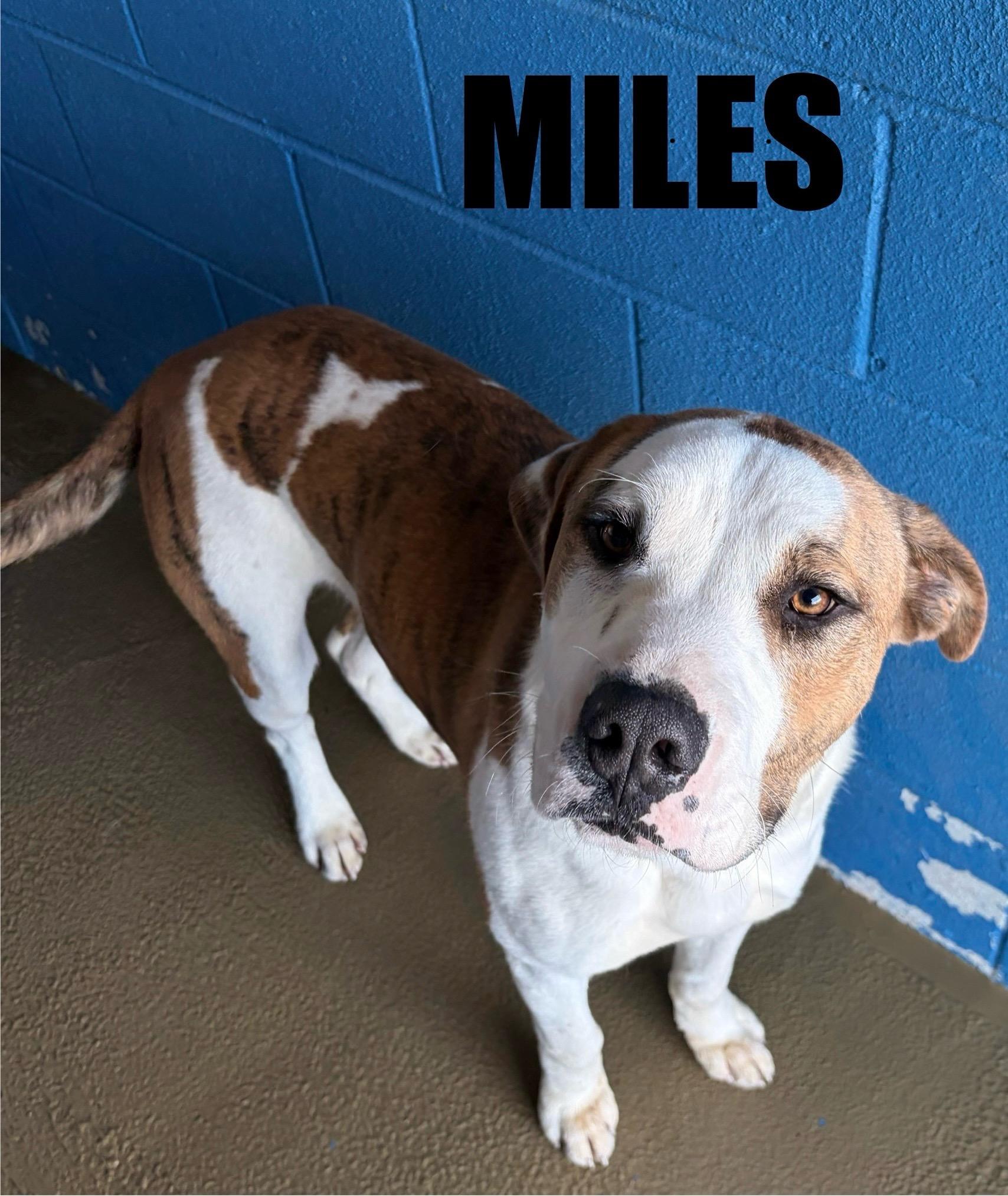 Enlarge Miles, a ADOPTABLE mixed breed in Snow Hill, NC image 1/1