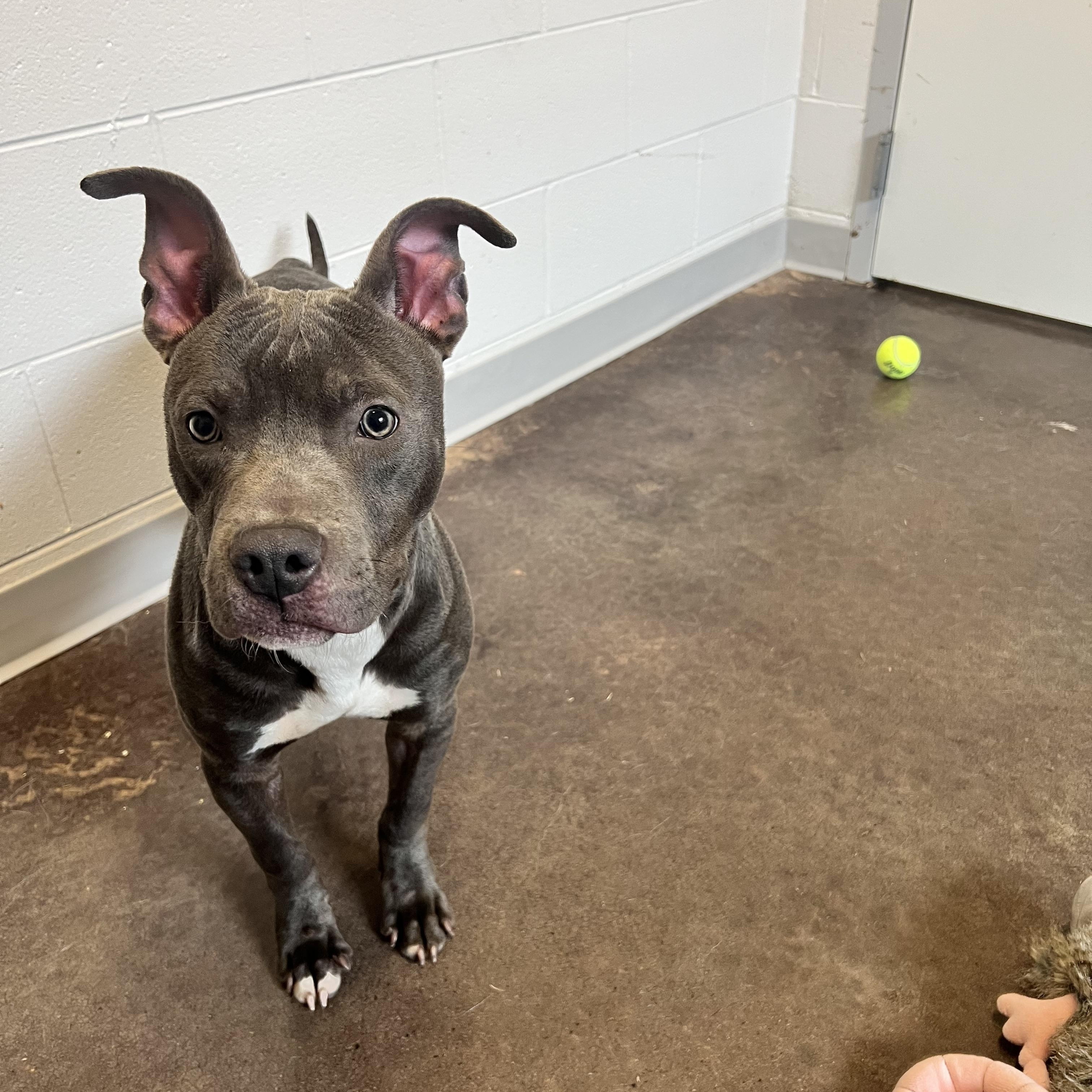 Enlarge Wrecker, a ADOPTABLE mixed breed in Horn Lake, MS image 1/6