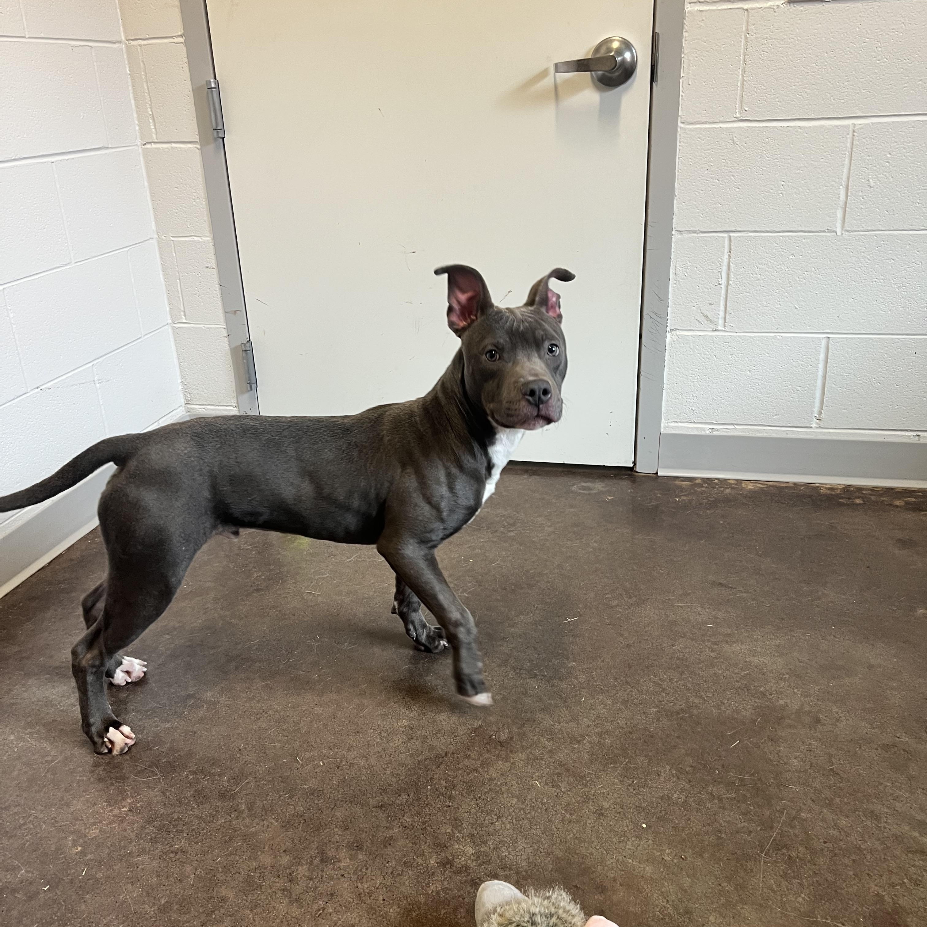 Enlarge Wrecker, a ADOPTABLE mixed breed in Horn Lake, MS image 2/6