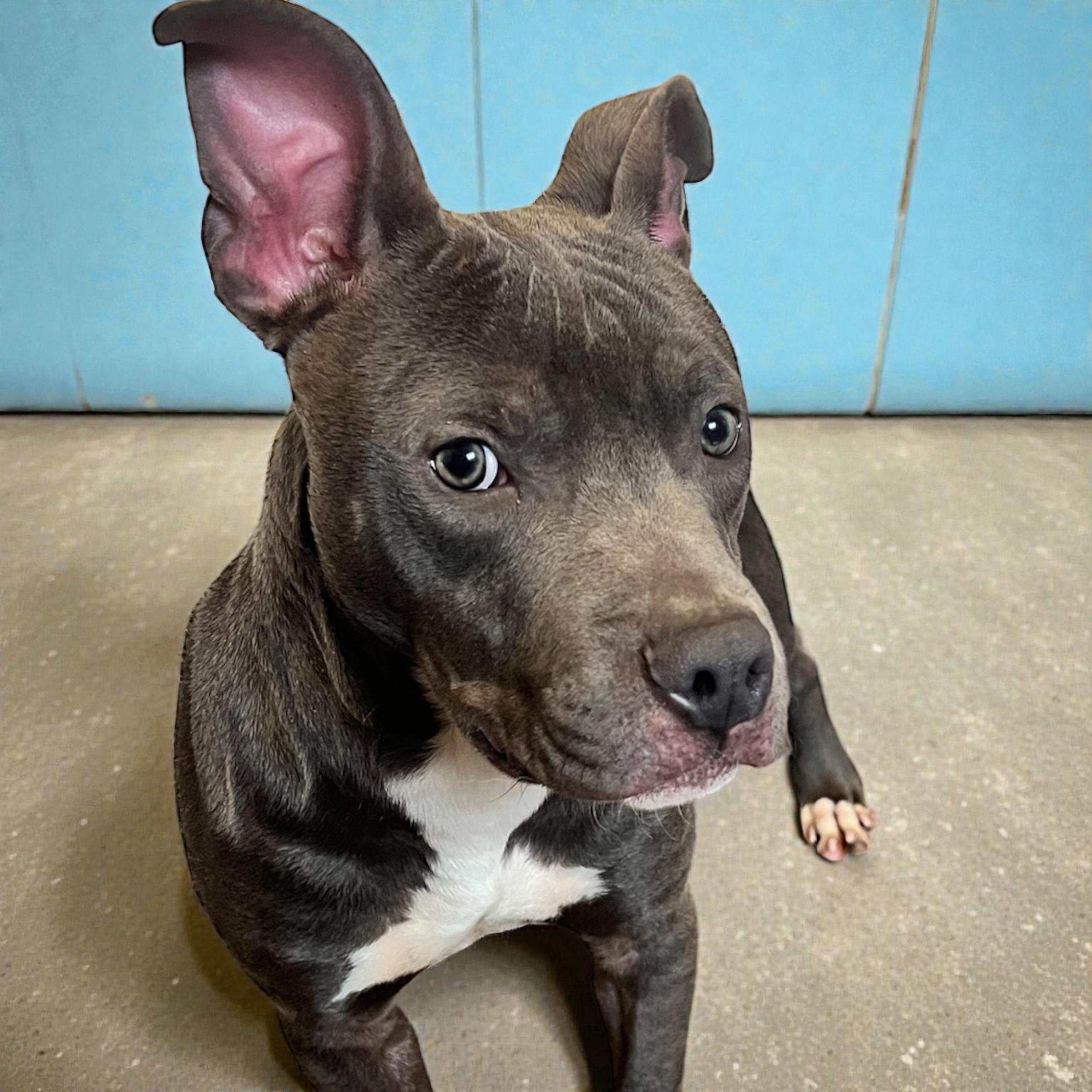 Enlarge Wrecker, a ADOPTABLE mixed breed in Horn Lake, MS image 3/6