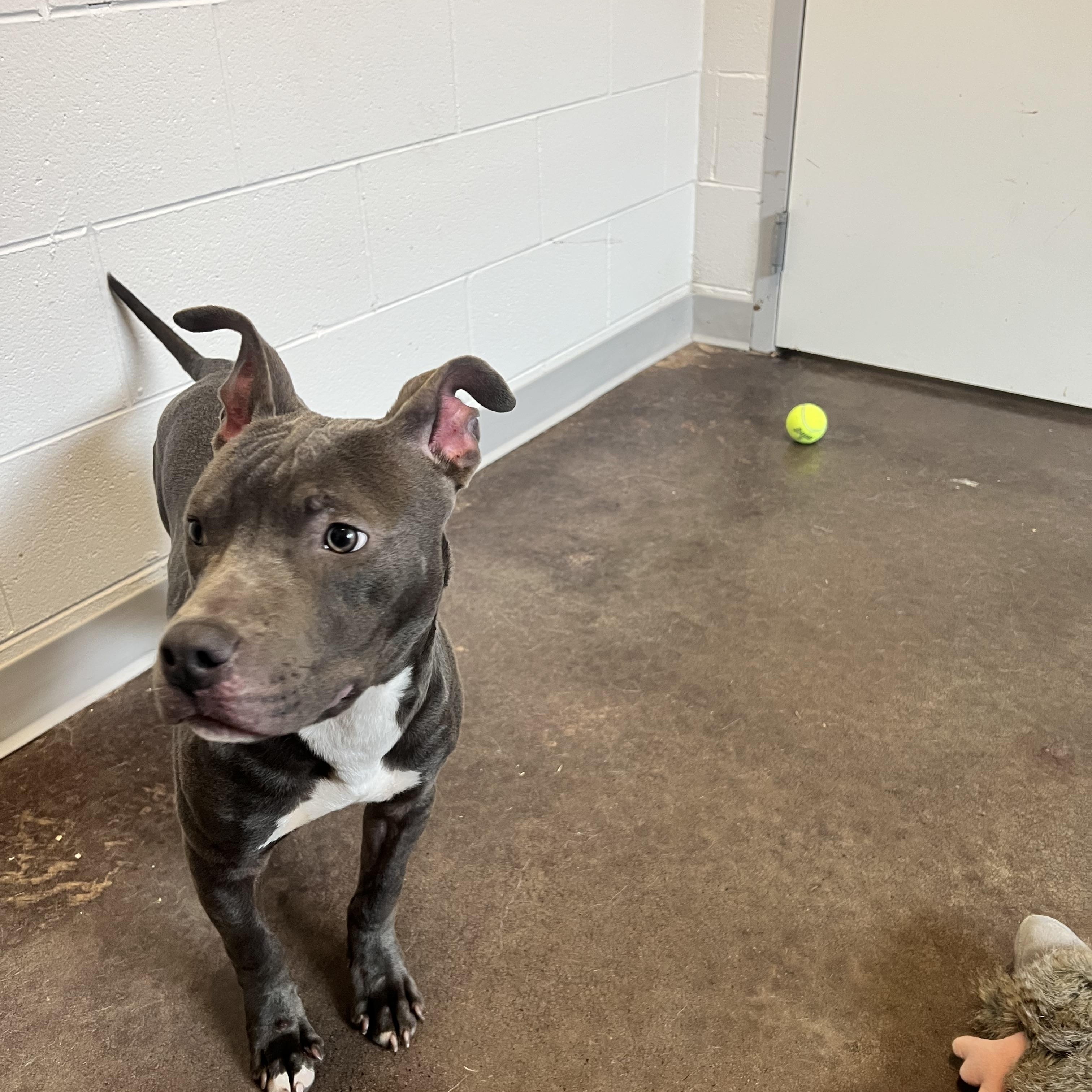 Enlarge Wrecker, a ADOPTABLE mixed breed in Horn Lake, MS image 5/6