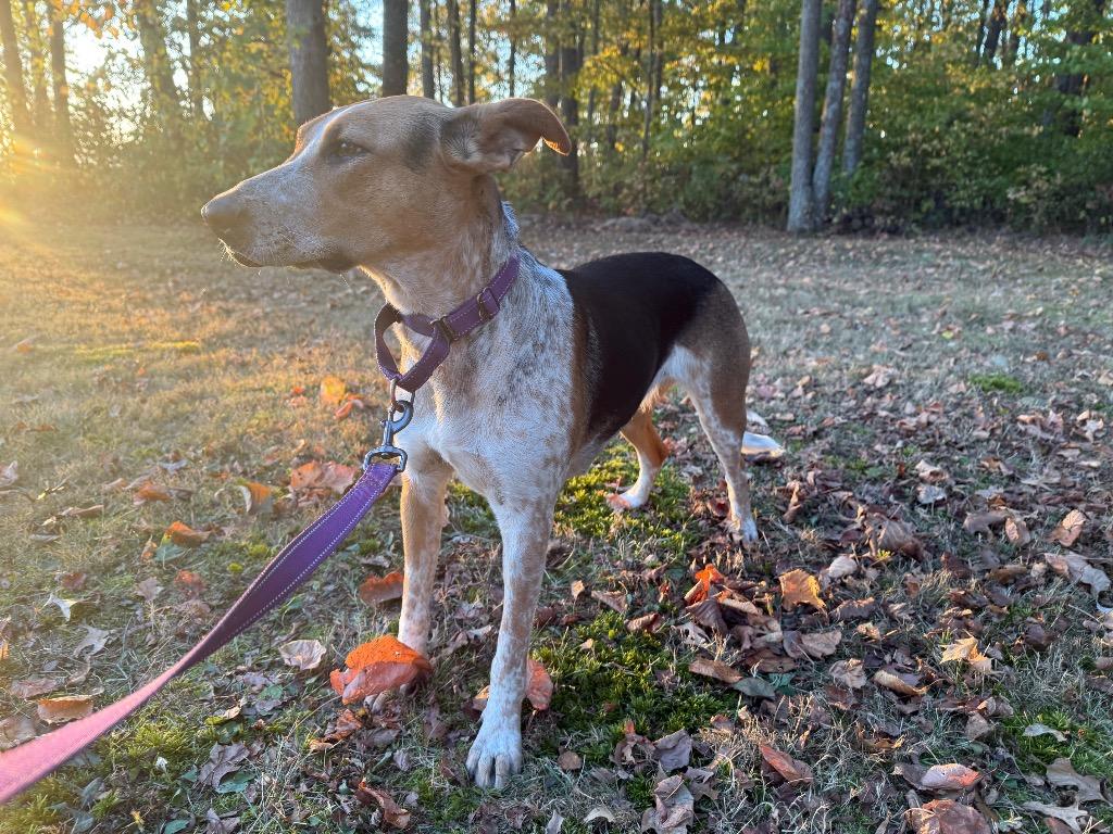 Evie, a Adoptable mixed breed in Decatur, IN image 1/4