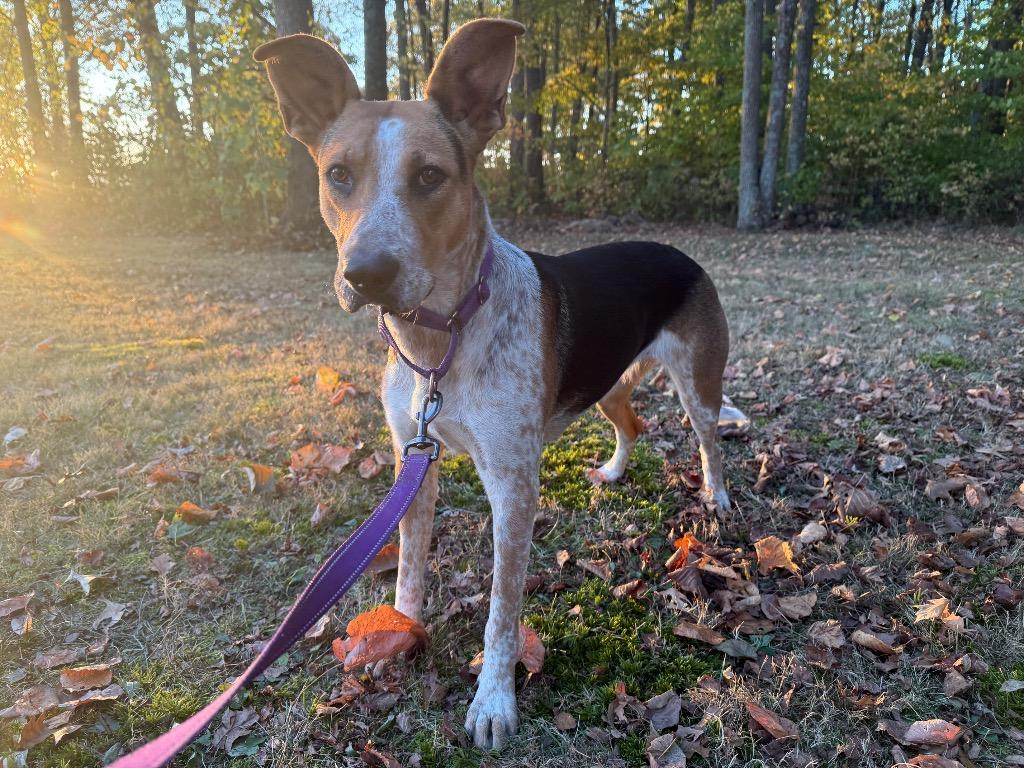 Enlarge Evie, a Adoptable mixed breed in Decatur, IN image 1/4