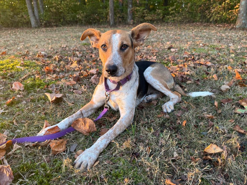 Enlarge Evie, a Adoptable mixed breed in Decatur, IN image 2/4