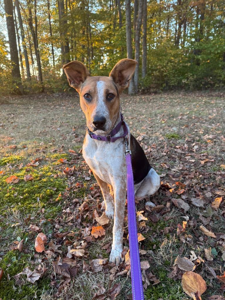 Enlarge Evie, a Adoptable mixed breed in Decatur, IN image 4/4