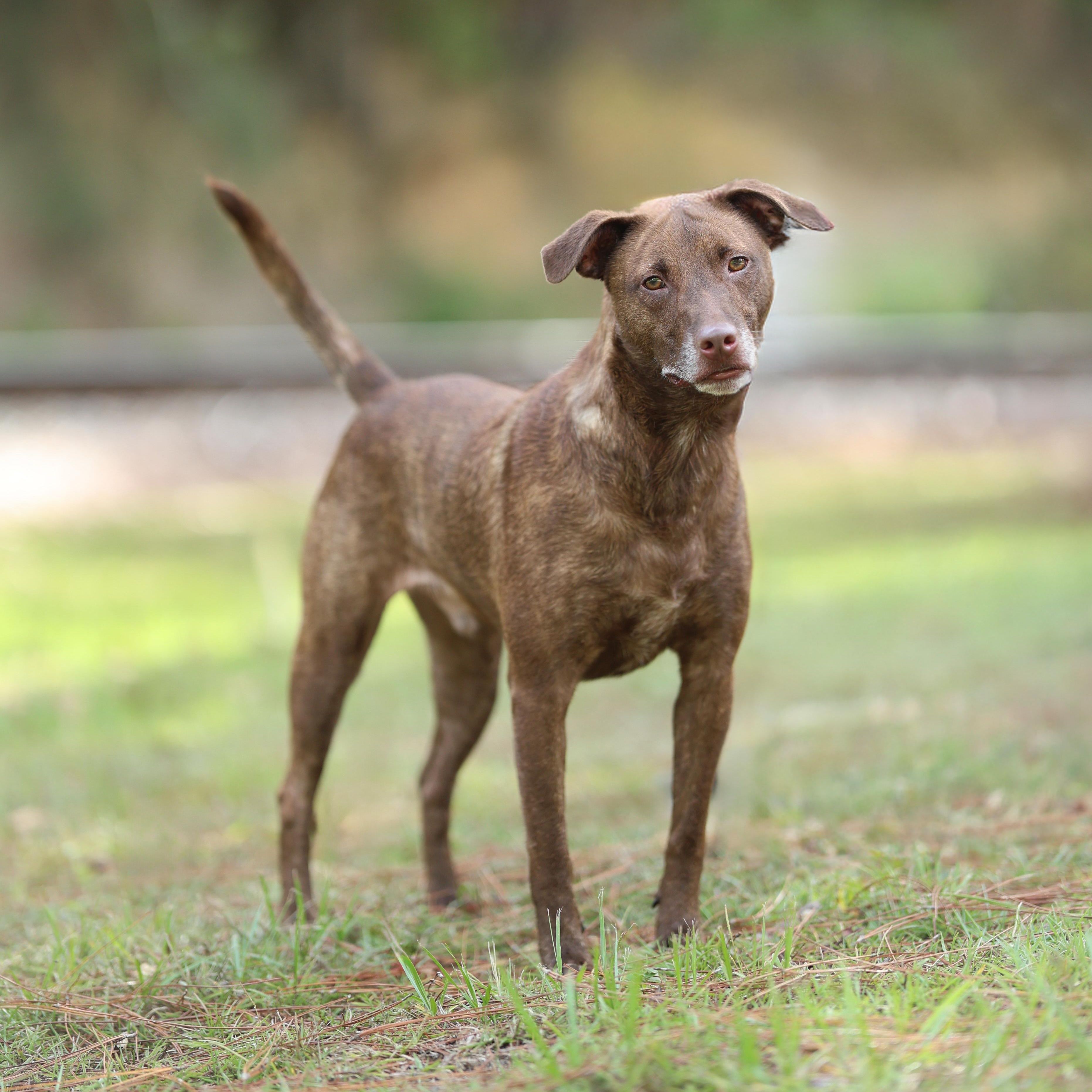 Enlarge Noble, a Adoptable mixed breed in Hagerstown , MD image 3/4