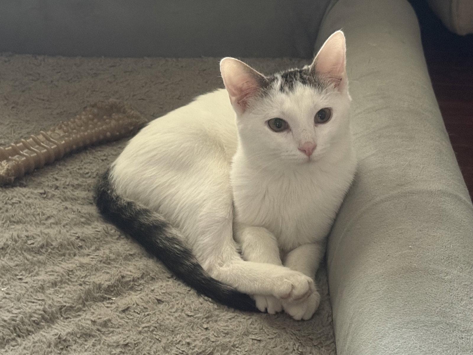 Lizzie, Adoptable, Kitten Female Domestic Short Hair.