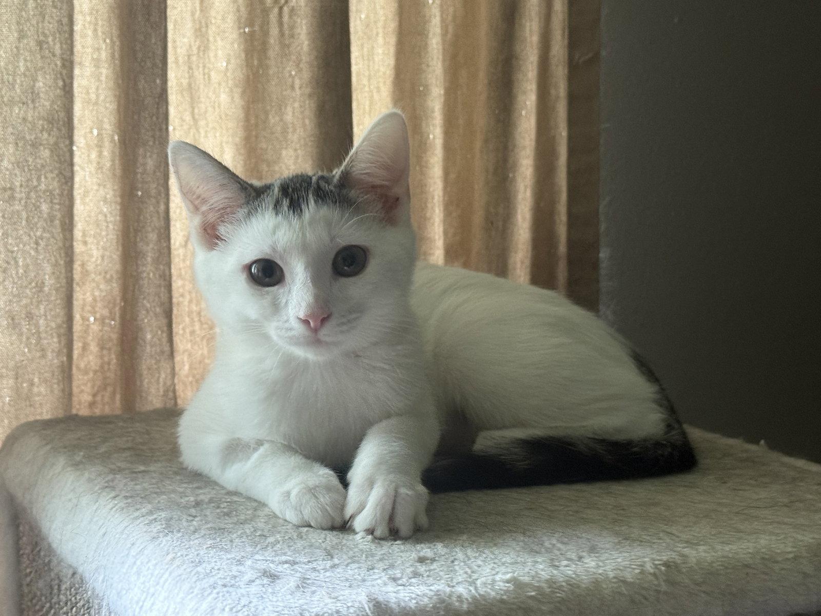 Lizzie, Adoptable, Kitten Female Domestic Short Hair.