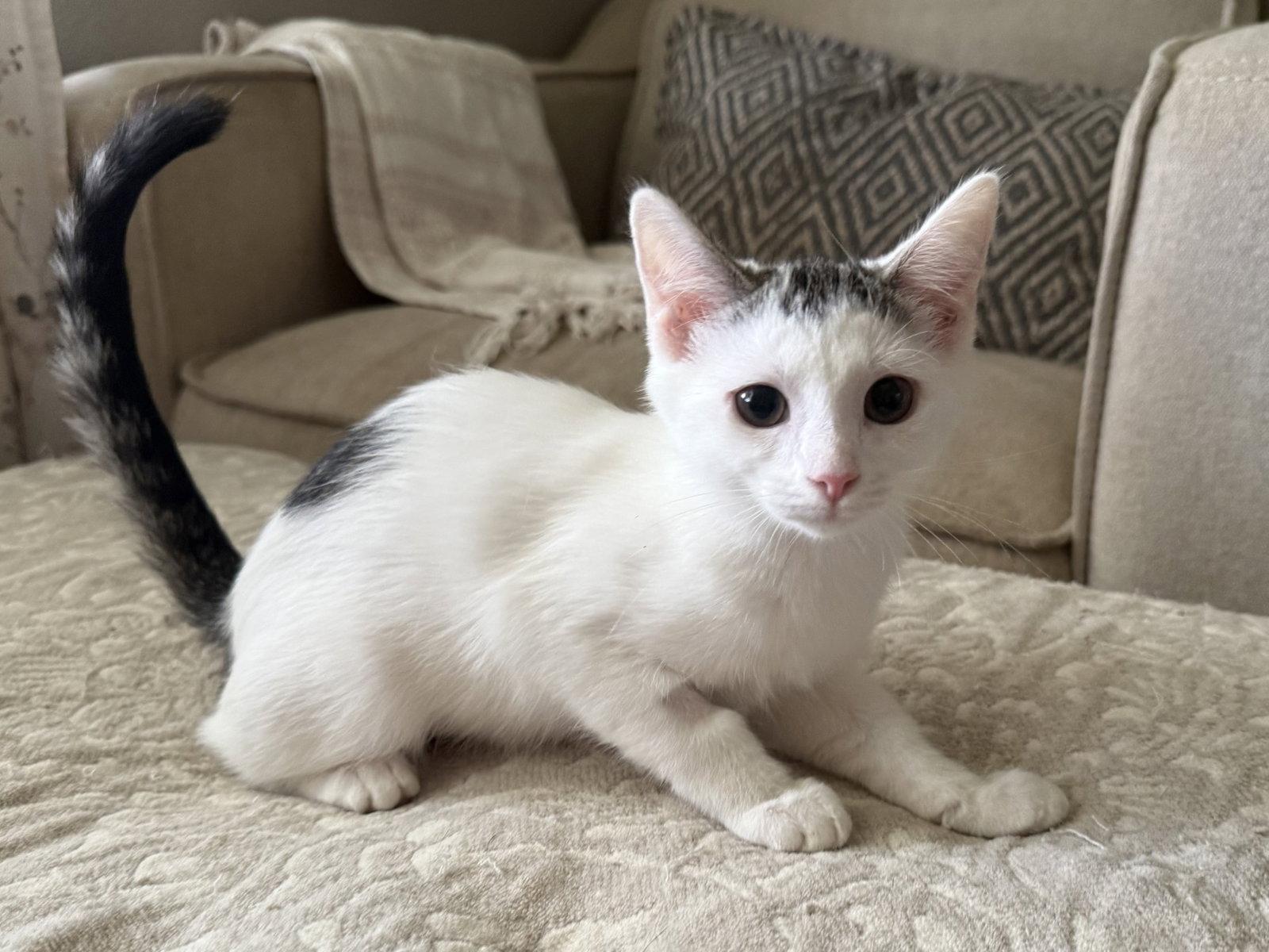 Lizzie, a Adoptable Domestic Short Hair in Fenton, MO image 2/2