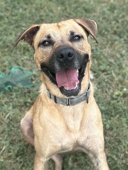 Costanza, Adoptable, Adult Male Labrador Retriever & Mixed Breed.