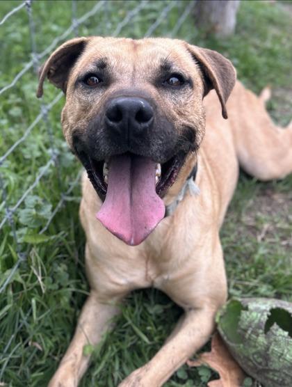 Costanza — thumbnail 3