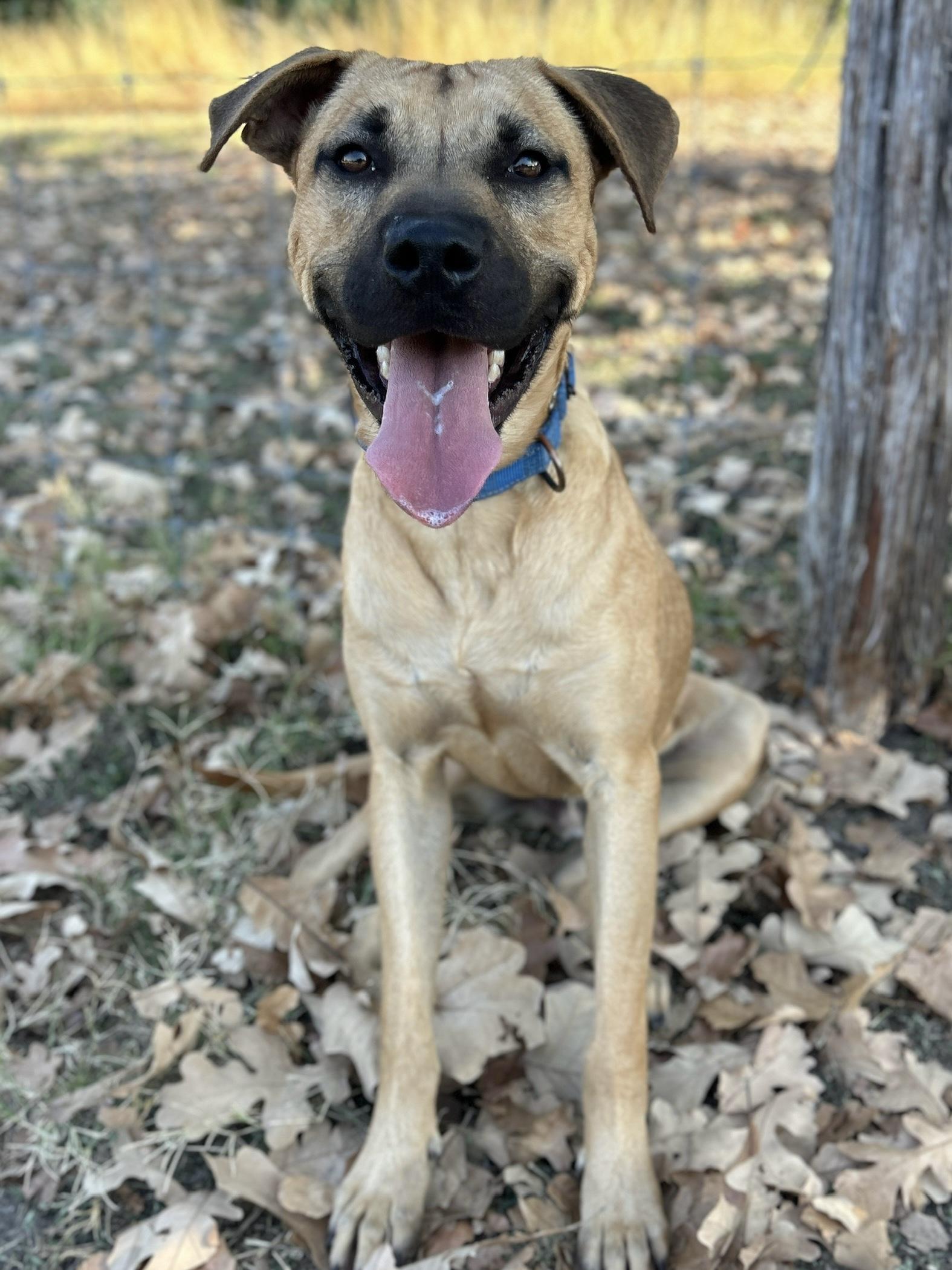 Enlarge Costanza, a Adoptable mixed breed in San Antonio, TX image 2/3