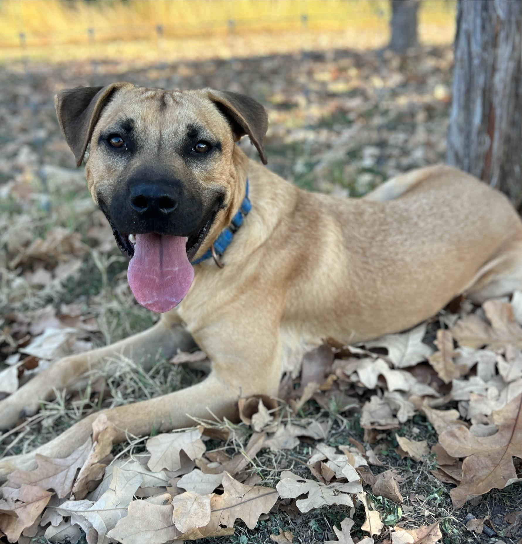 Enlarge Costanza, a Adoptable mixed breed in San Antonio, TX image 3/3