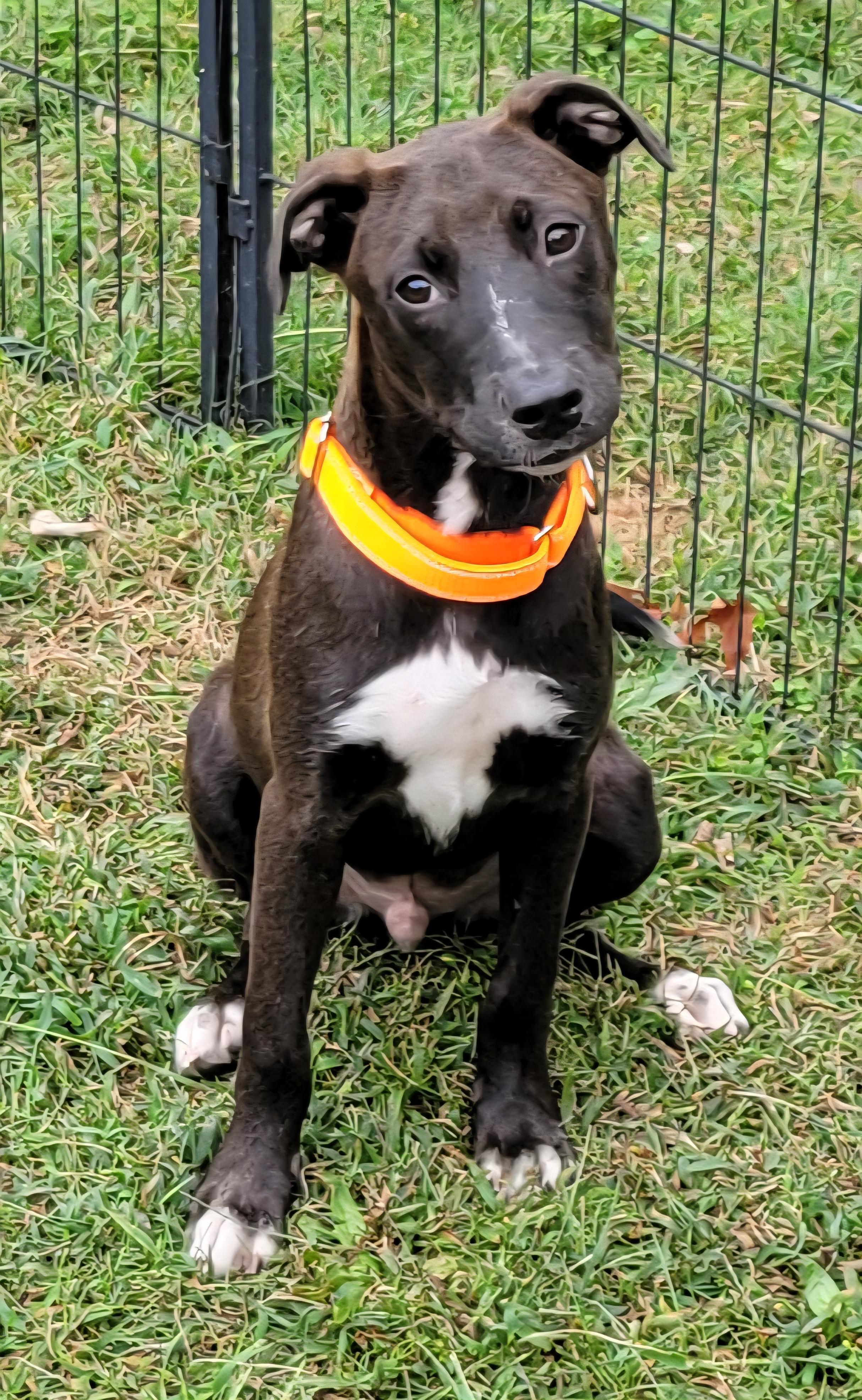 Enlarge Cael, a Adoptable mixed breed in Elwood, NJ image 1/4