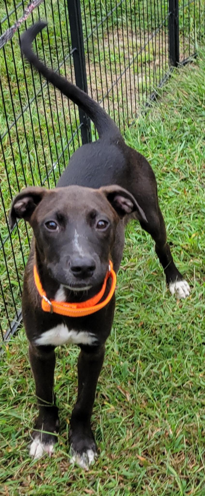 Enlarge Cael, a Adoptable mixed breed in Elwood, NJ image 2/4