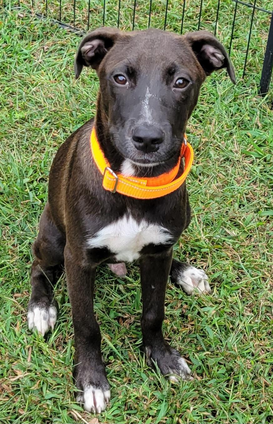 Enlarge Cael, a Adoptable mixed breed in Elwood, NJ image 4/4
