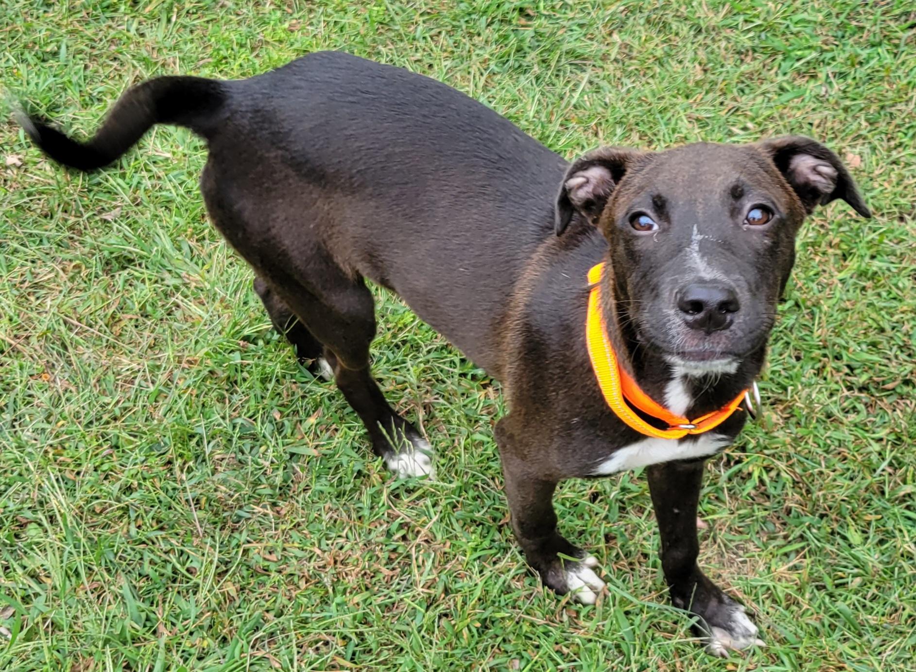 Enlarge Cael, a Adoptable mixed breed in Elwood, NJ image 3/4
