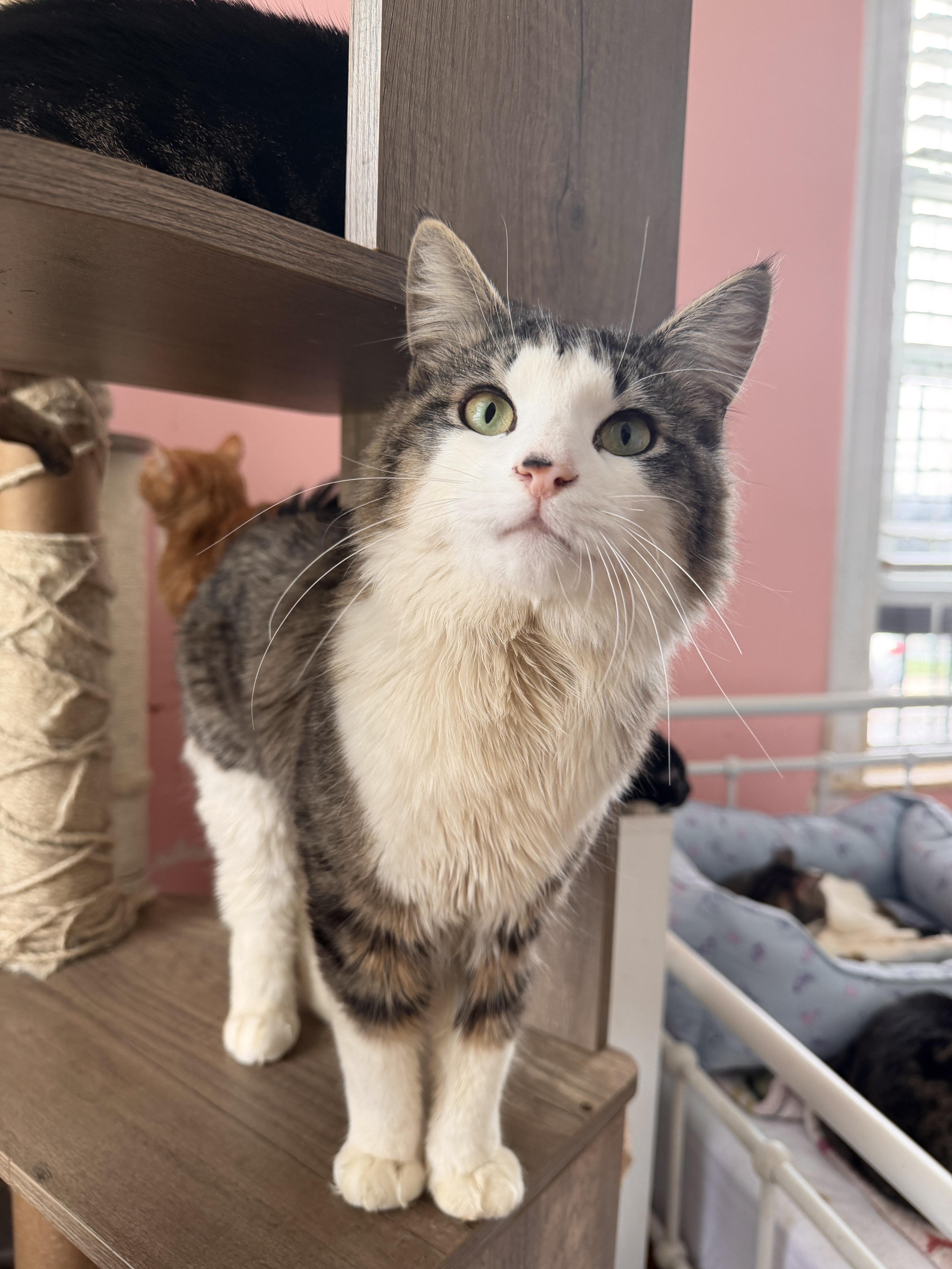 BUTTERMILK, Adoptable, Young Male Domestic Short Hair.