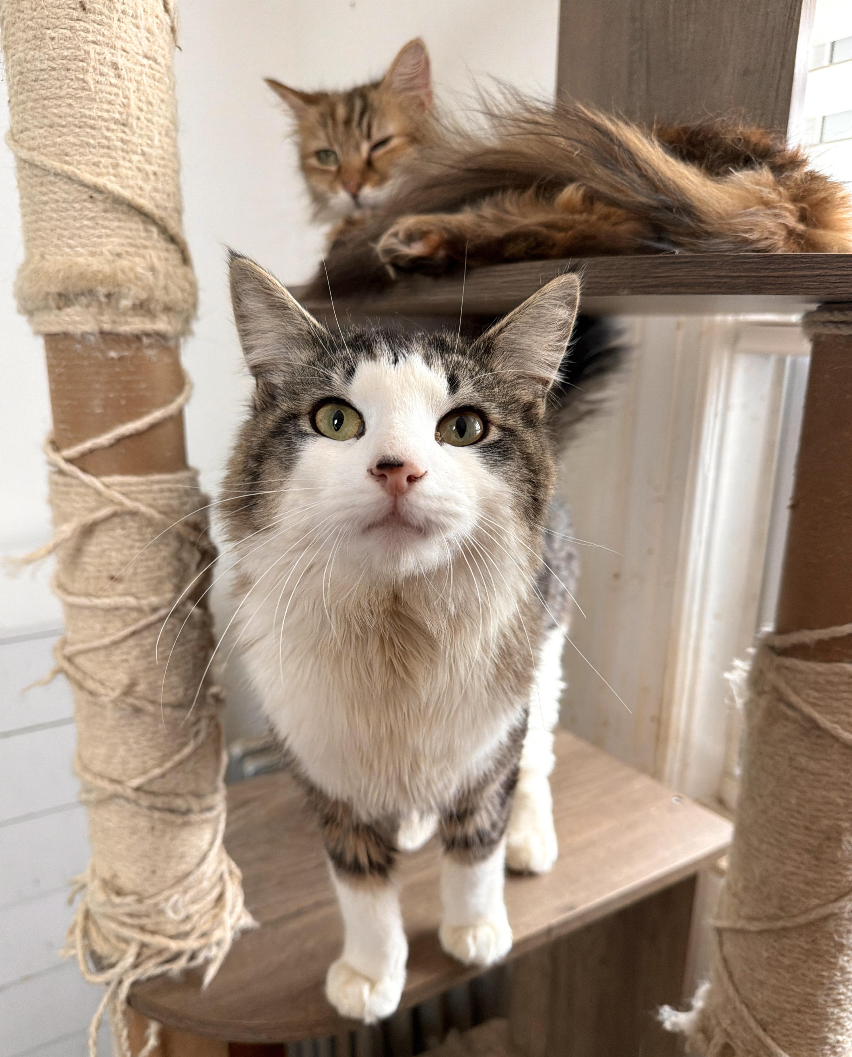 Enlarge BUTTERMILK, a Adoptable Domestic Short Hair in New York, NY image 2/2