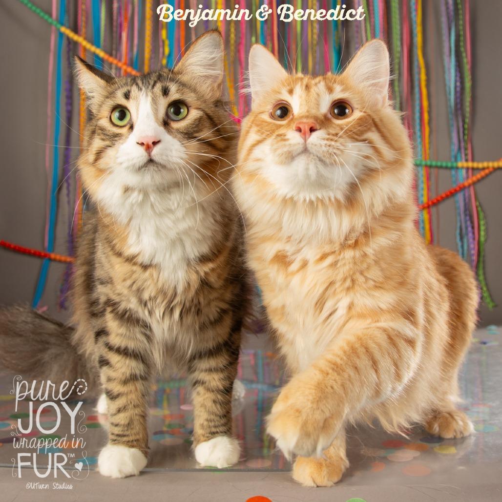 Benedict, Adoptable, Young Male Domestic Long Hair.