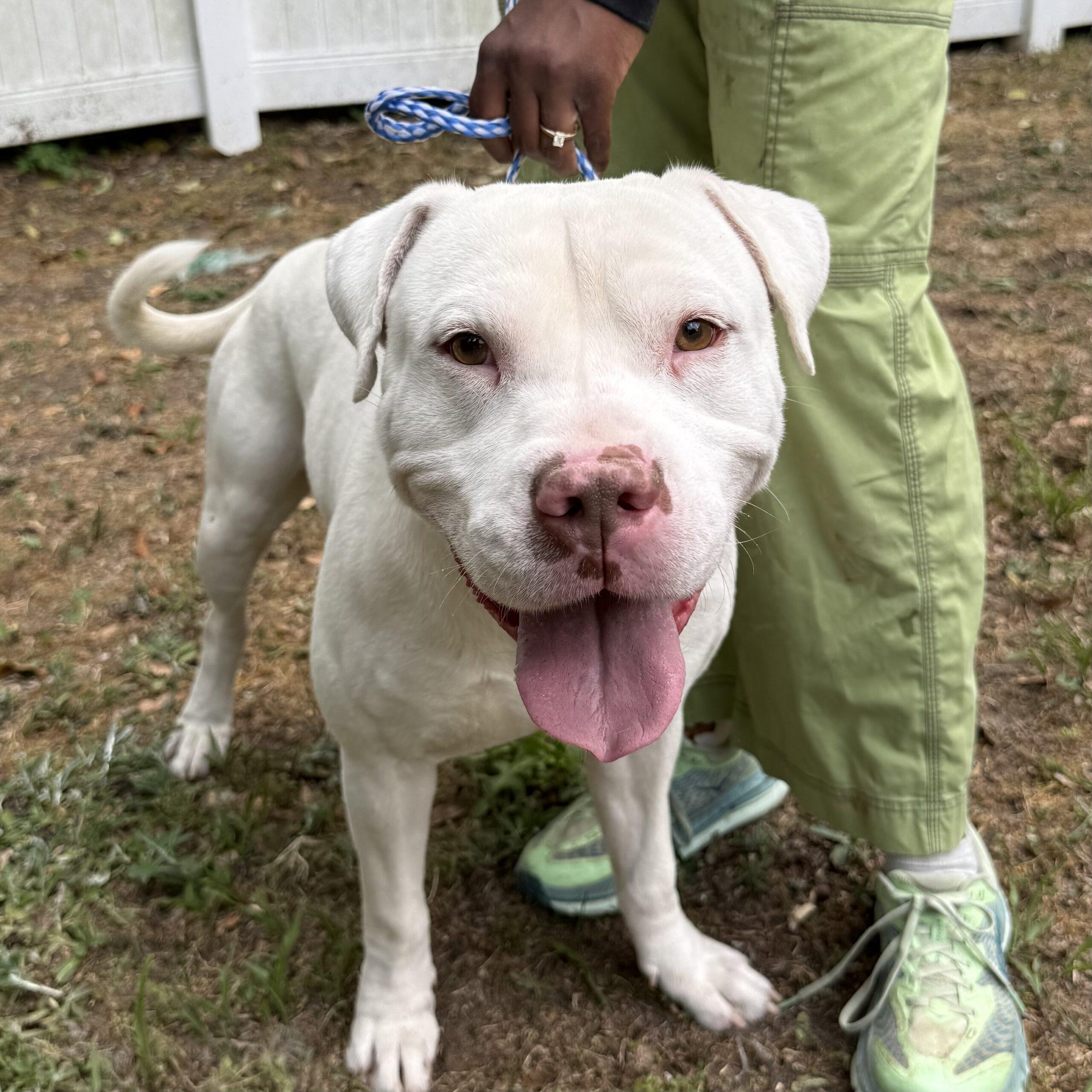 Enlarge Max, a Adoptable mixed breed in Pound, VA image 3/6