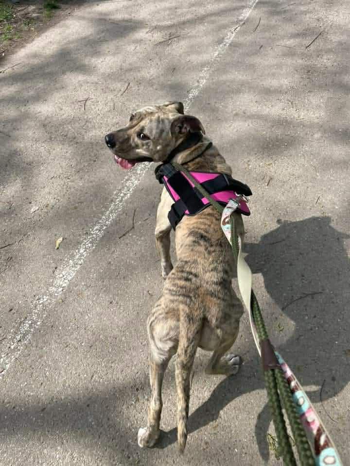 Enlarge Quincey, a ADOPTABLE mixed breed in Indianapolis, IN image 2/6