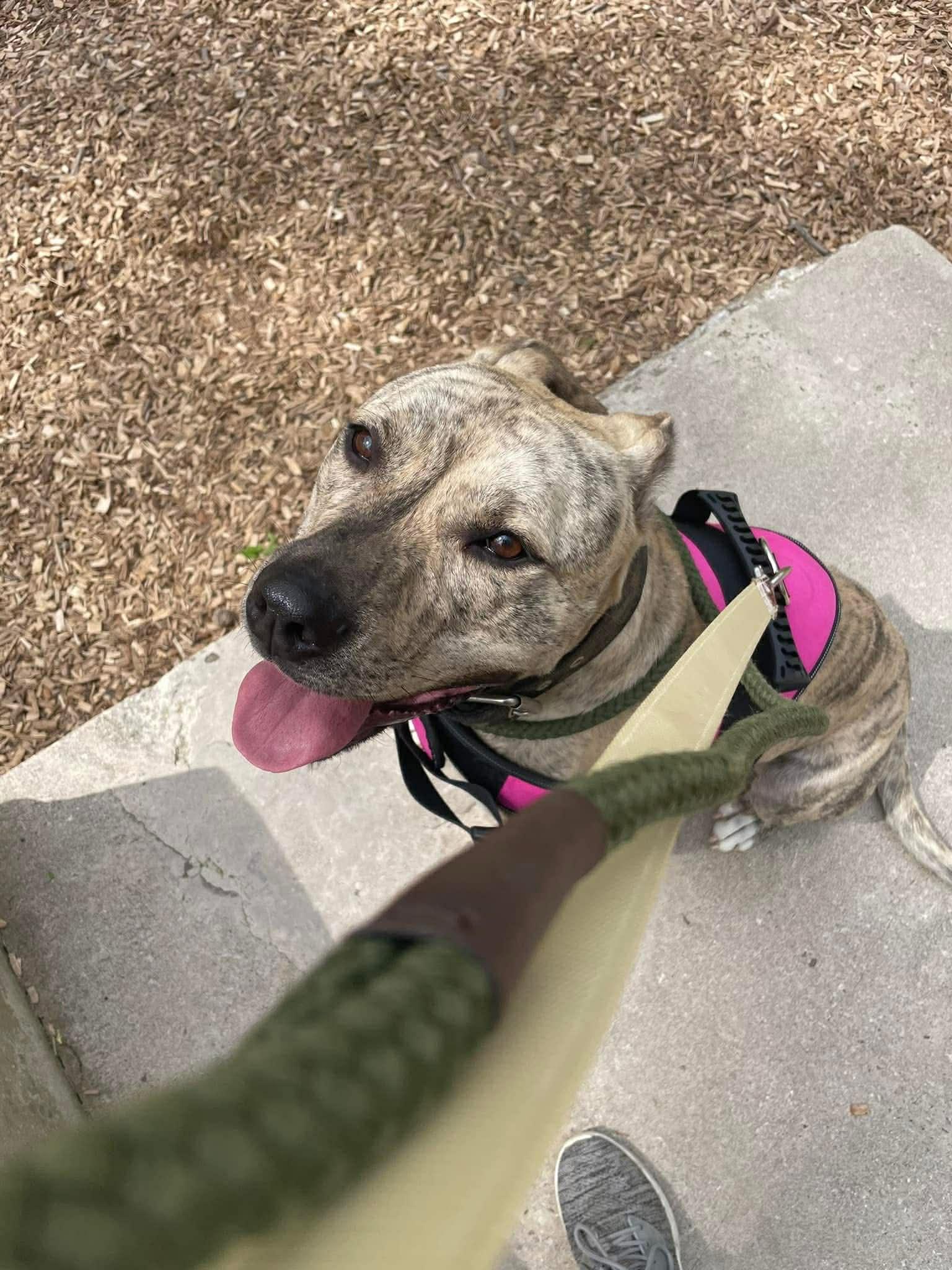 Enlarge Quincey, a ADOPTABLE mixed breed in Indianapolis, IN image 5/6