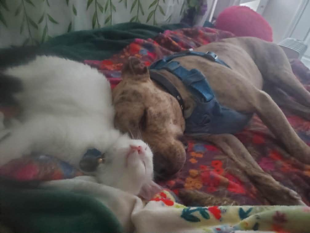 Enlarge Quincey, a ADOPTABLE mixed breed in Indianapolis, IN image 3/6