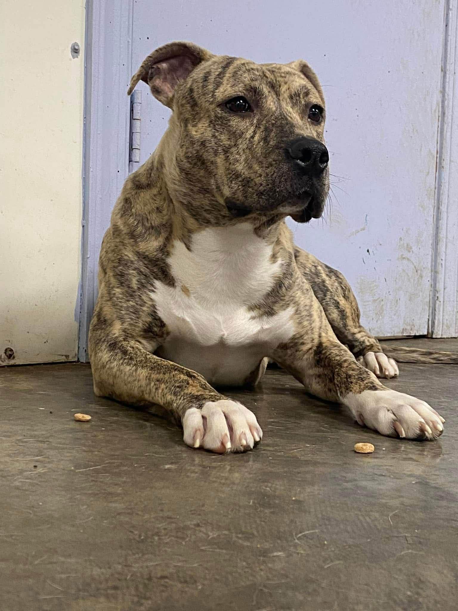 Enlarge Quincey, a ADOPTABLE mixed breed in Indianapolis, IN image 6/6