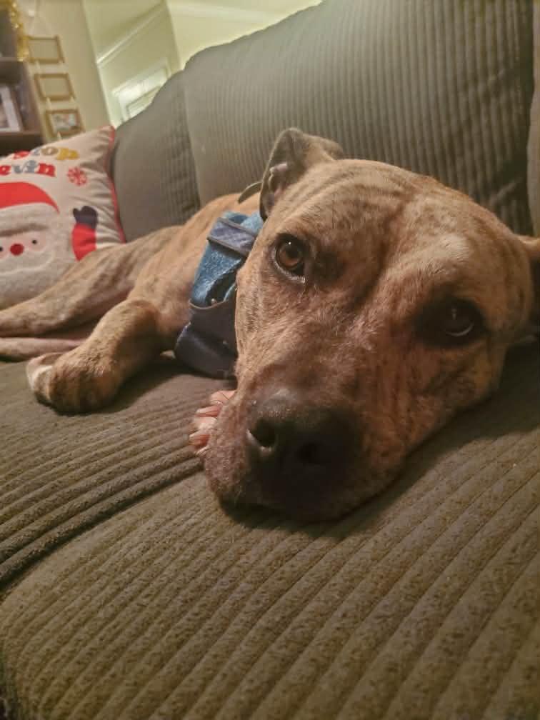 Quincey, ADOPTABLE, Adult Male Pit Bull Terrier.