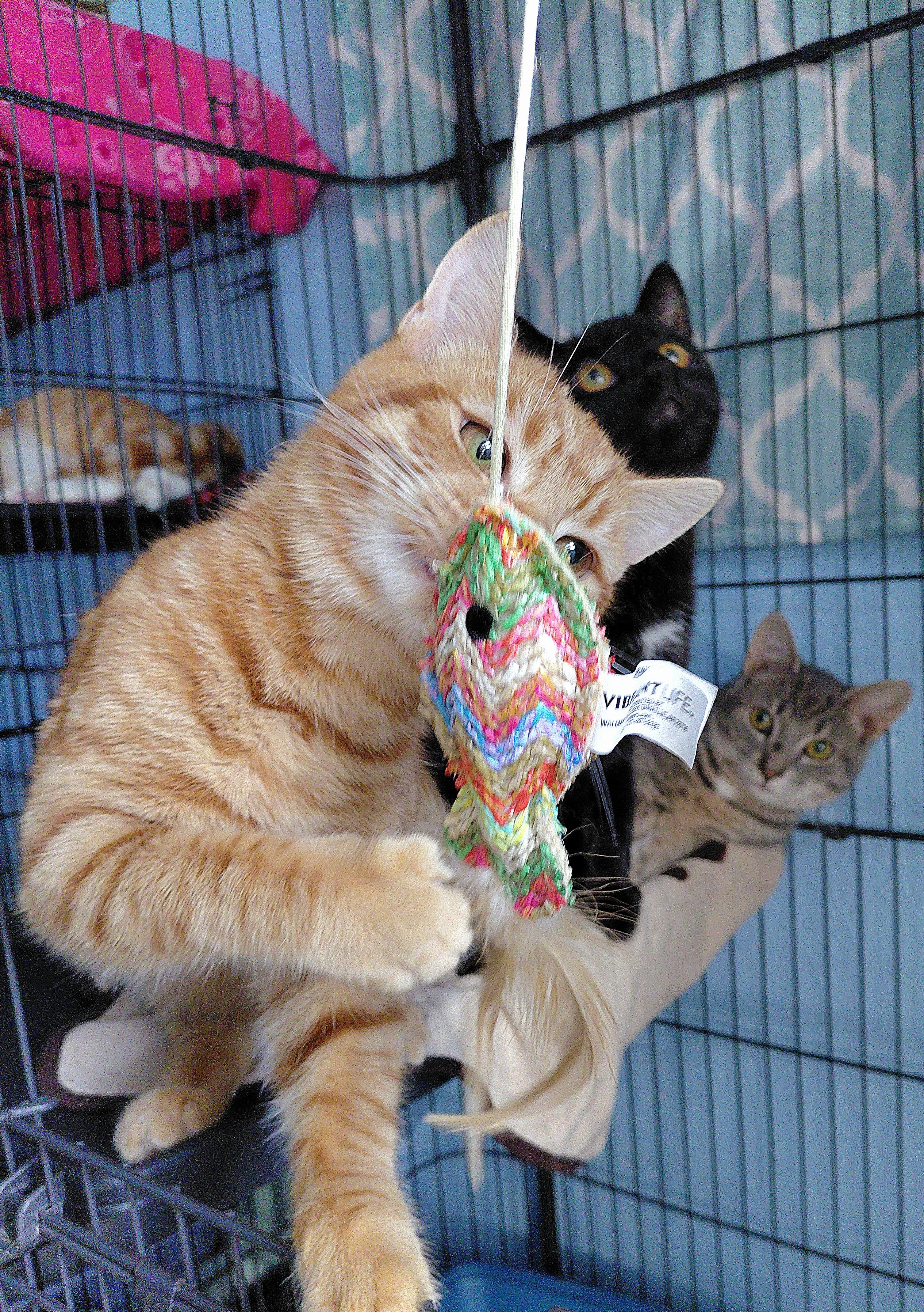 Enlarge Ace, an adopted Domestic Short Hair in Stanley, VA image 3/3