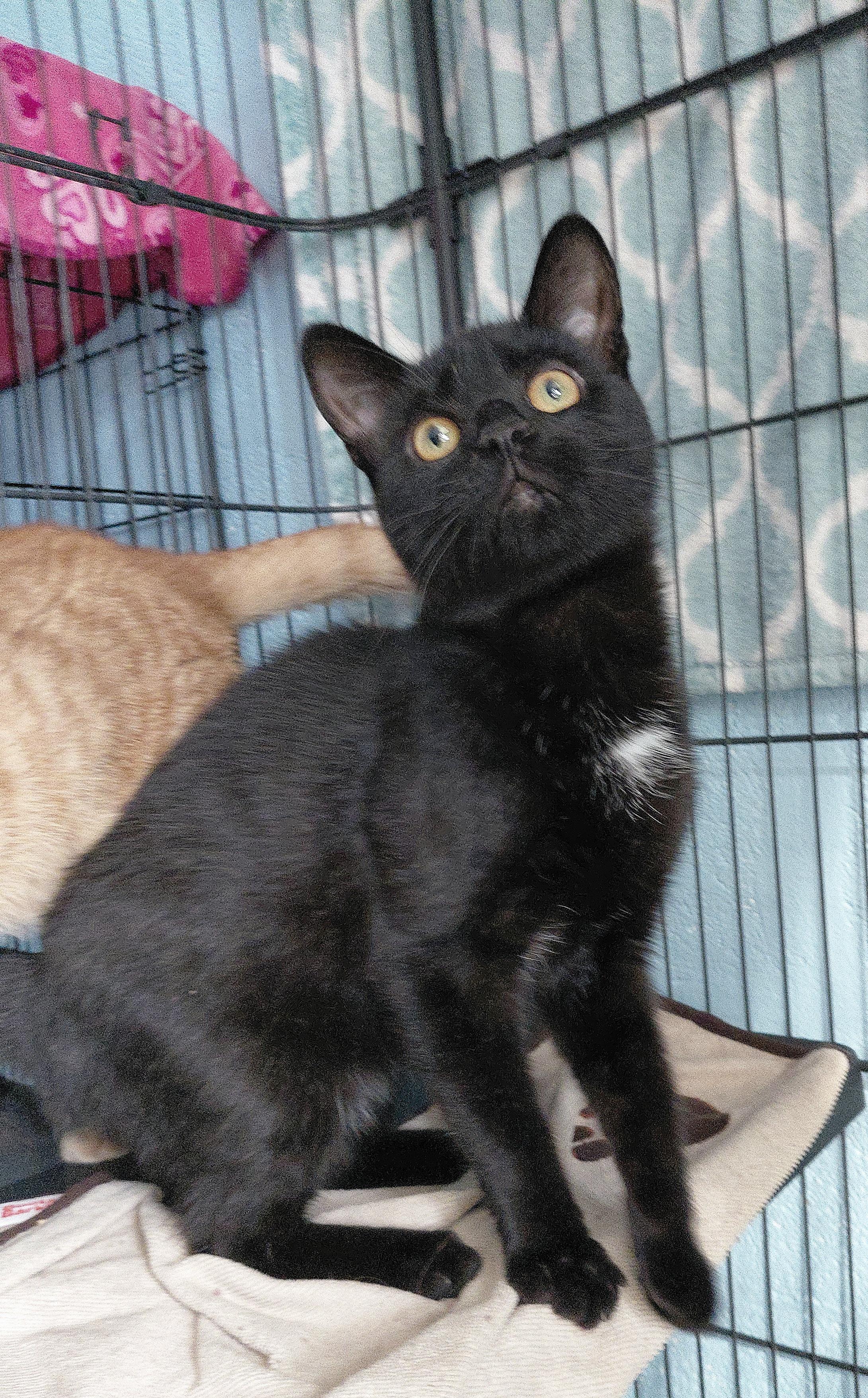 Enlarge Ace, an adopted Domestic Short Hair in Stanley, VA image 2/3