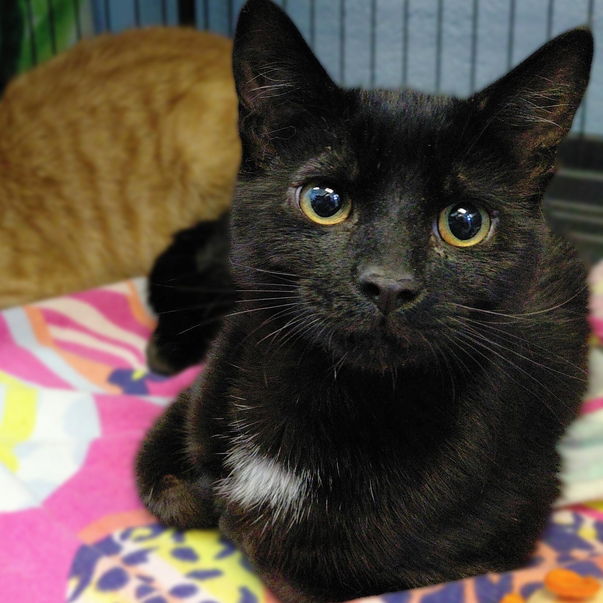 Enlarge Ace, an adopted Domestic Short Hair in Stanley, VA image 1/3